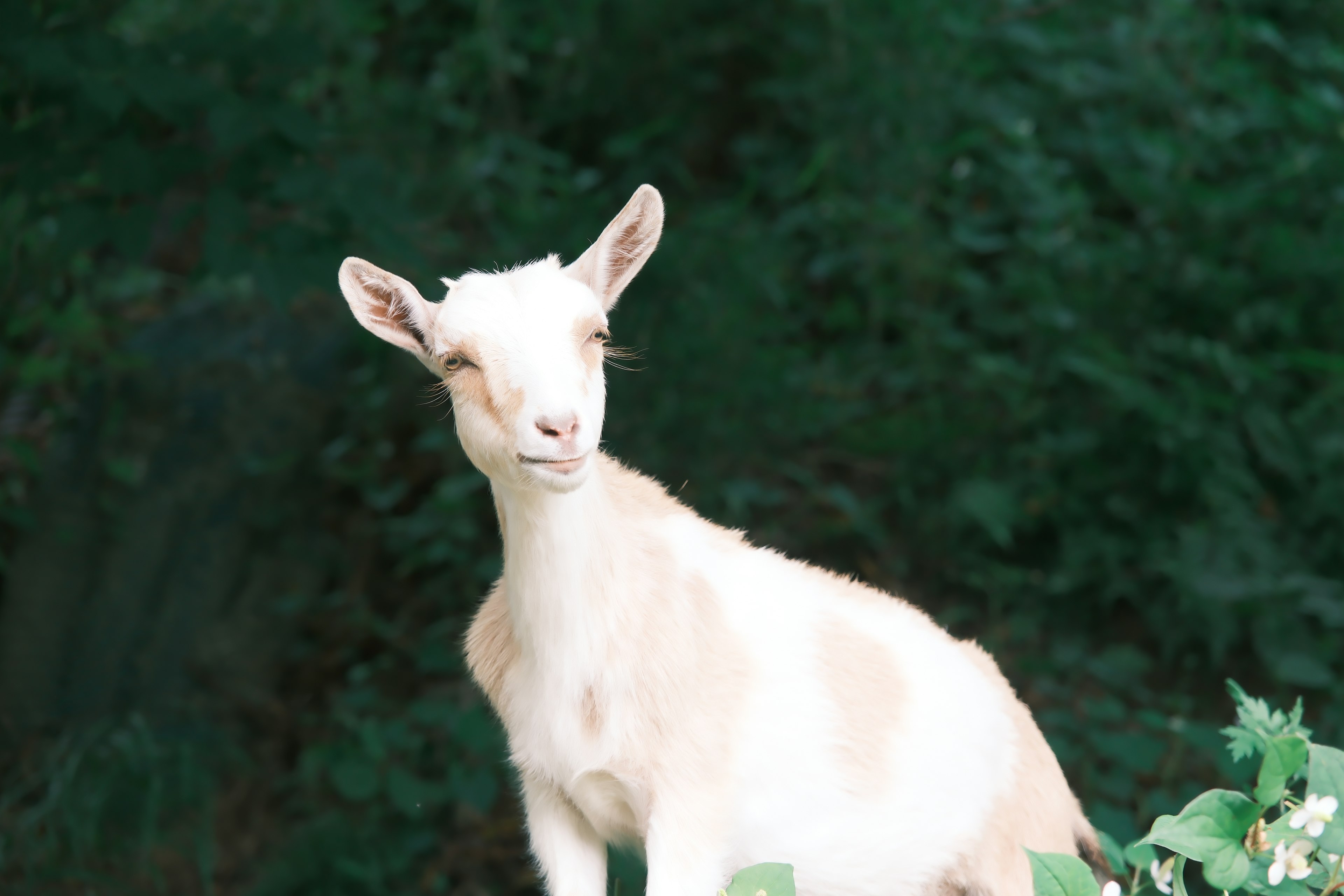 Una cabra blanca se encuentra contra un fondo verde