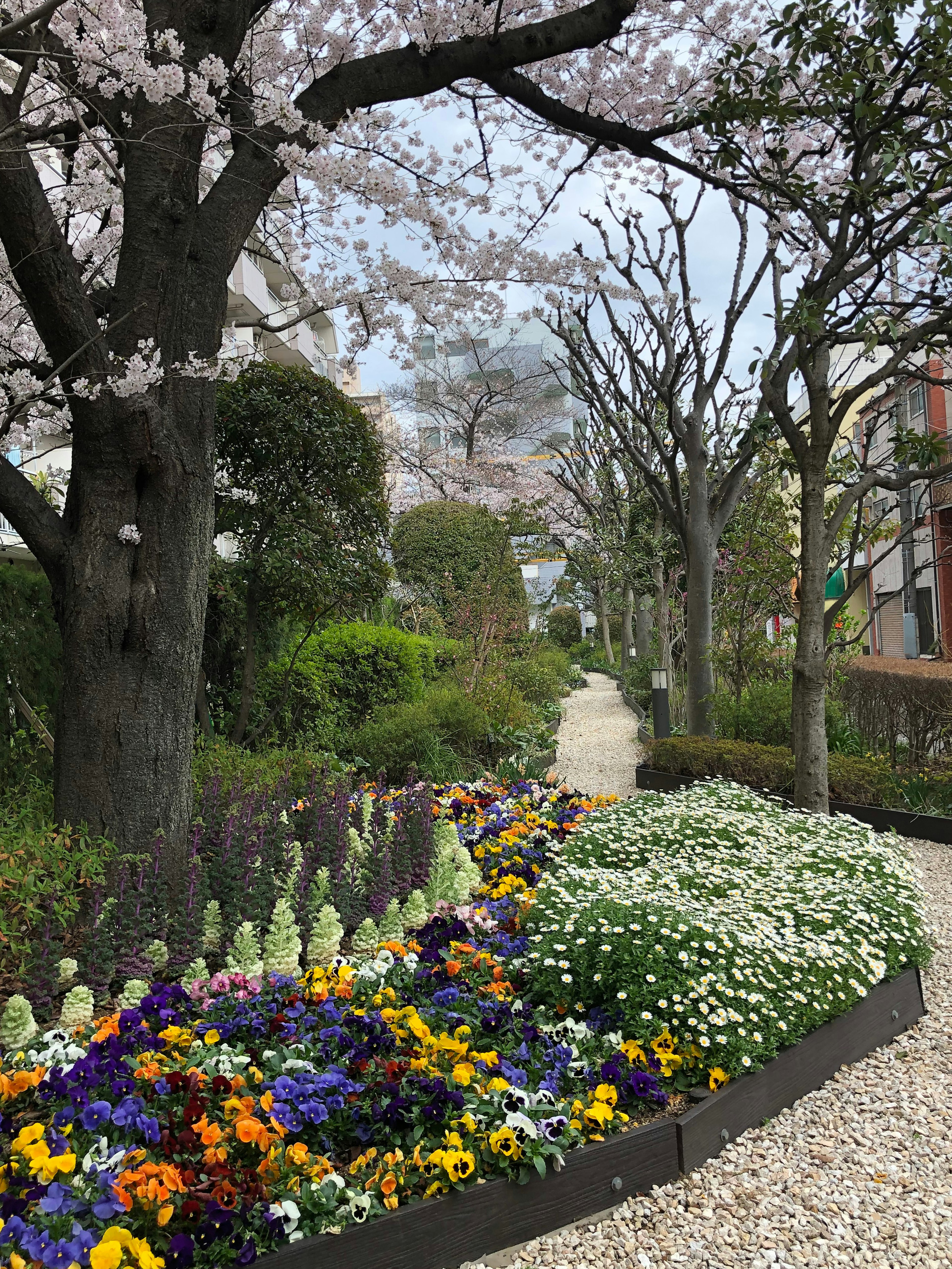 桜の木と色とりどりの花が咲く公園の小道