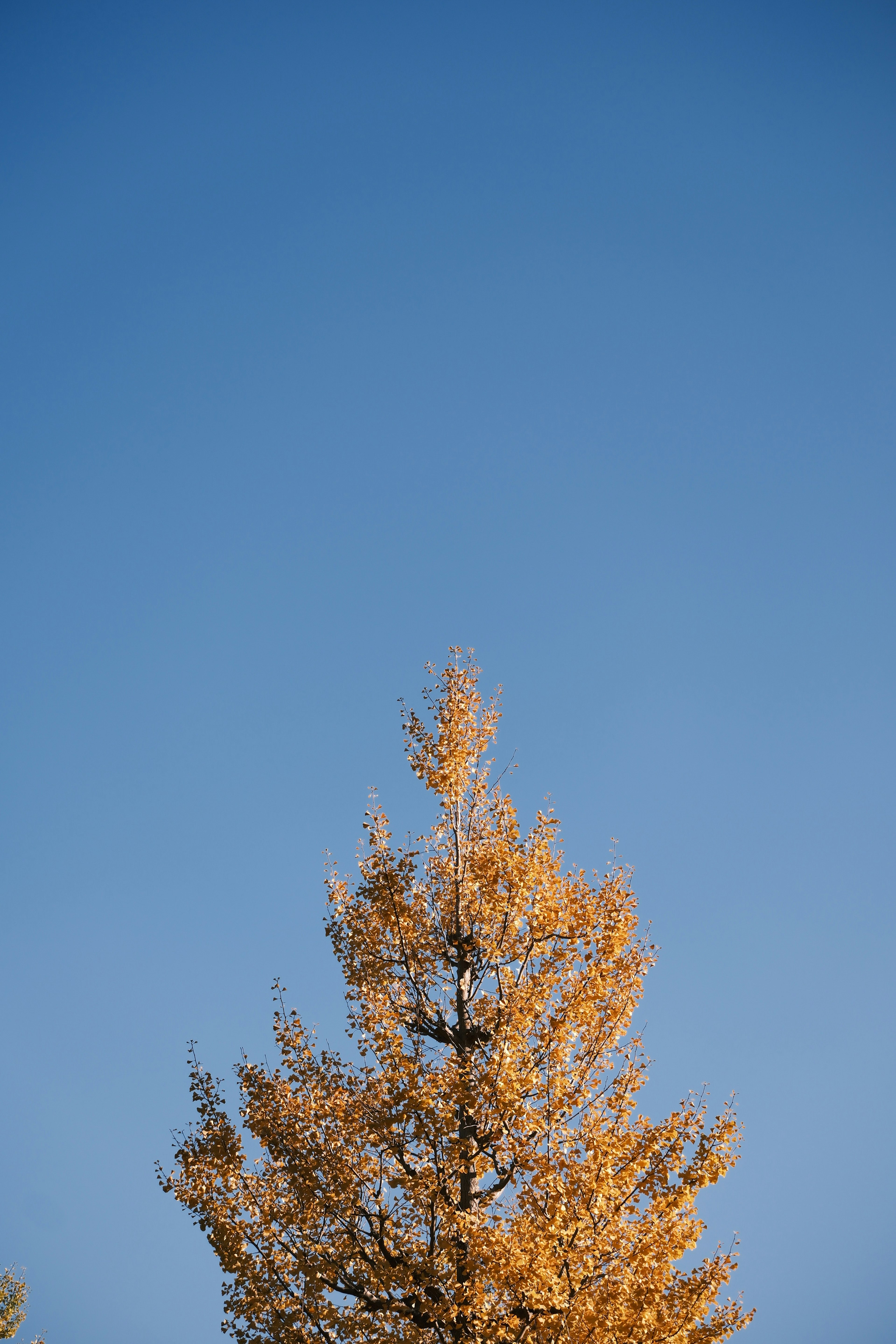 Goldene Baumspitze vor einem klaren blauen Himmel