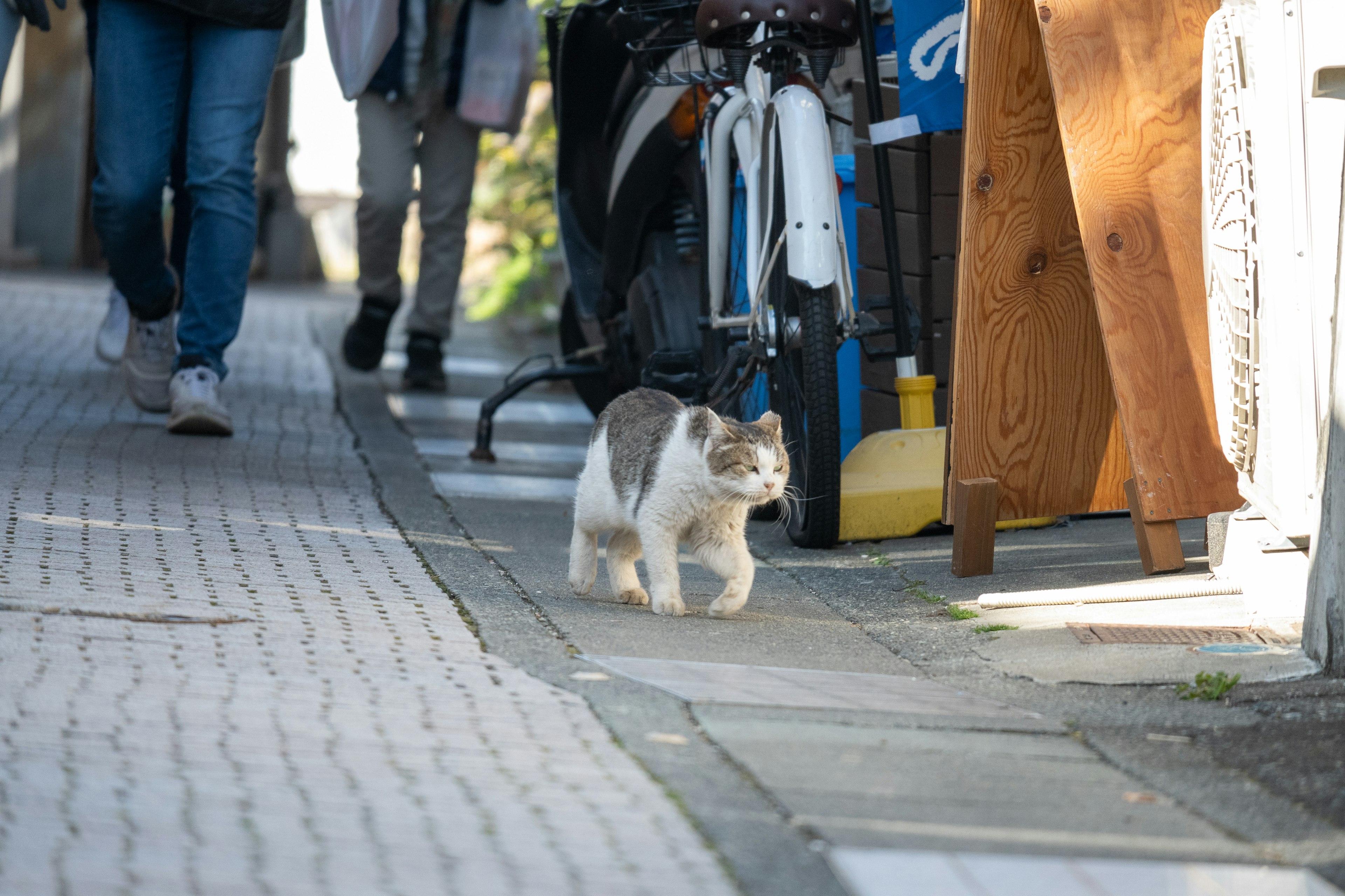 Un gatto che cammina su un marciapiede con persone e biciclette sullo sfondo