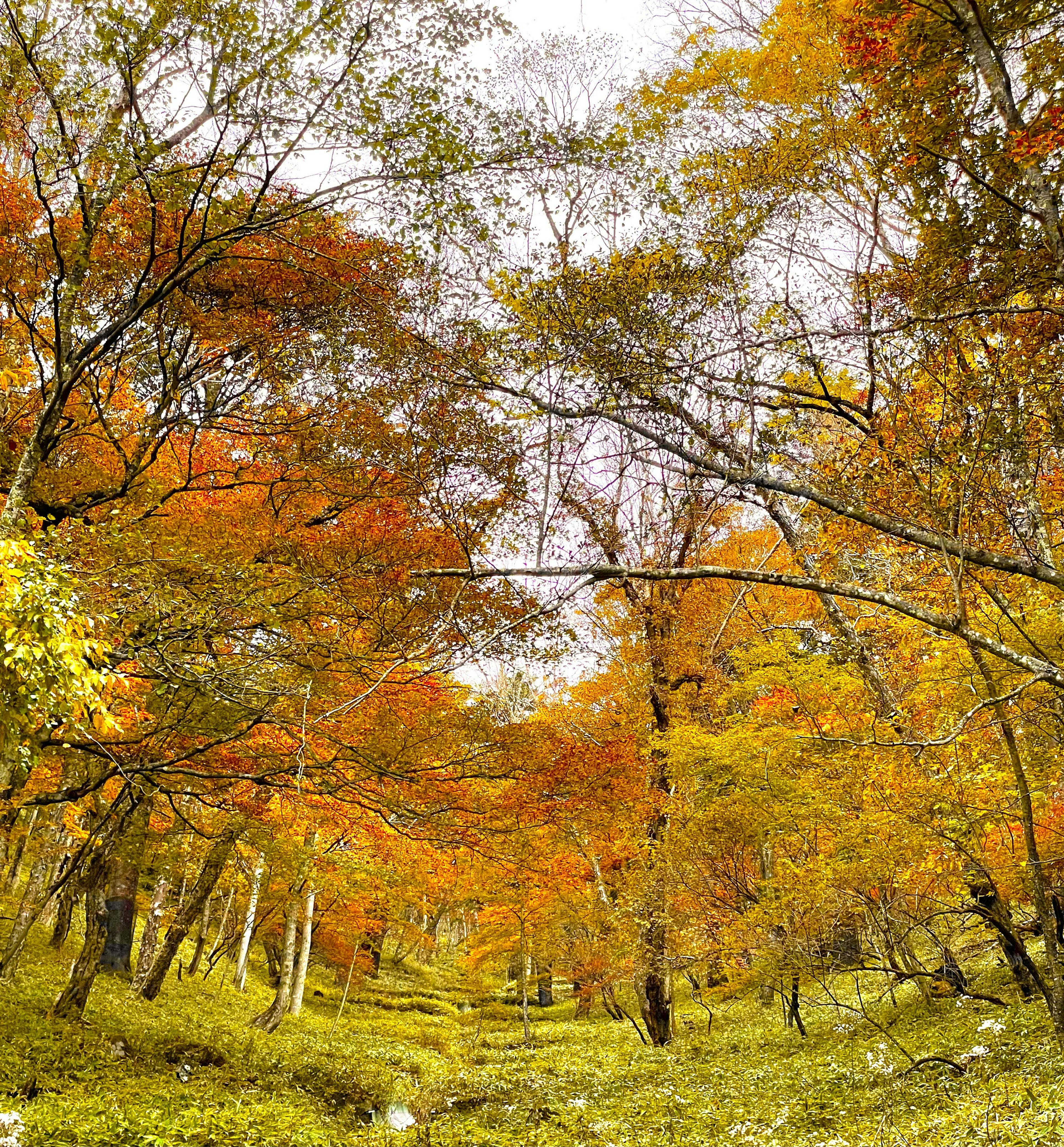 美しい秋の色合いの木々が広がる森林の風景