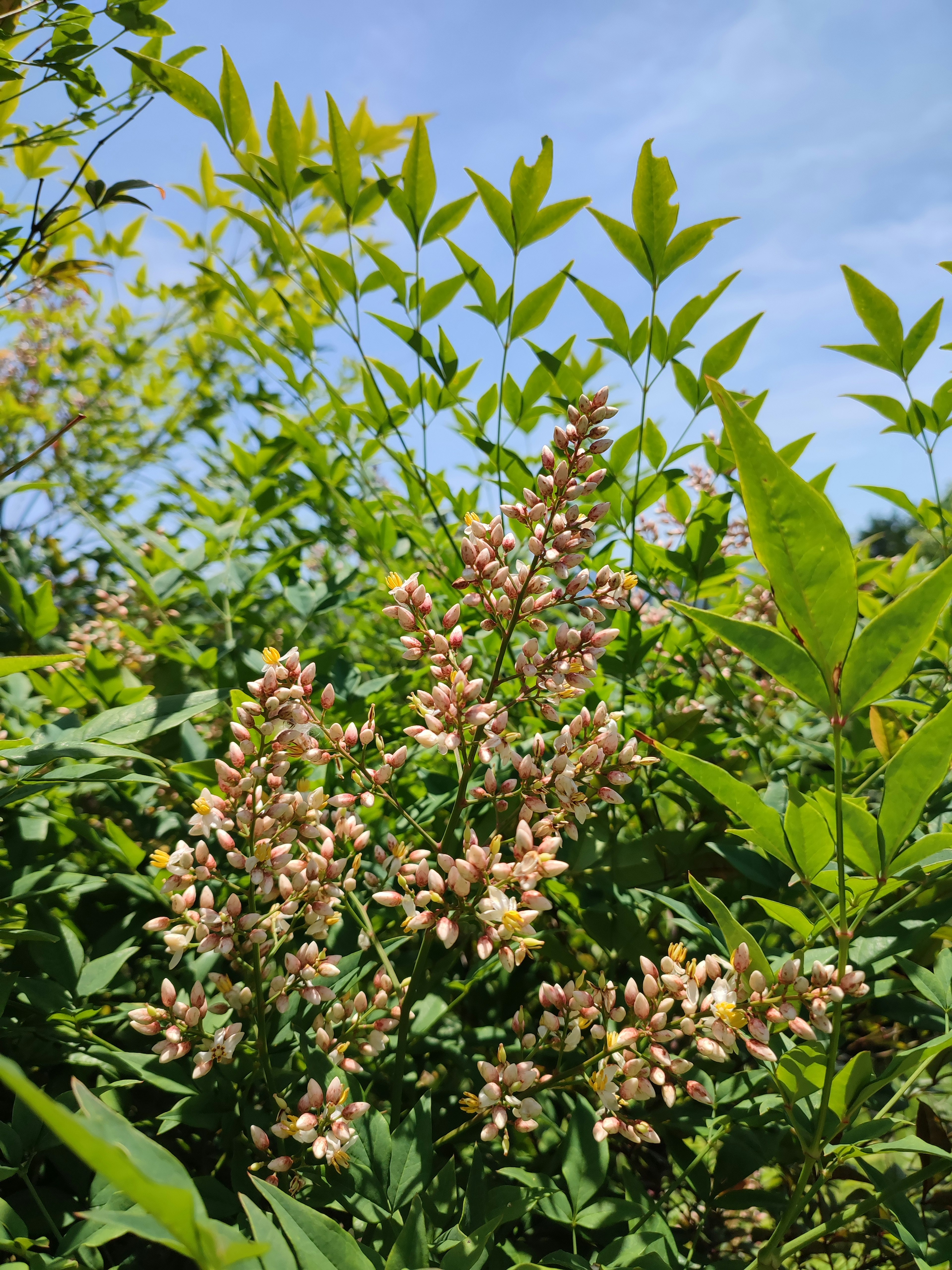 Une scène avec des fleurs pâles entourées de feuilles vertes