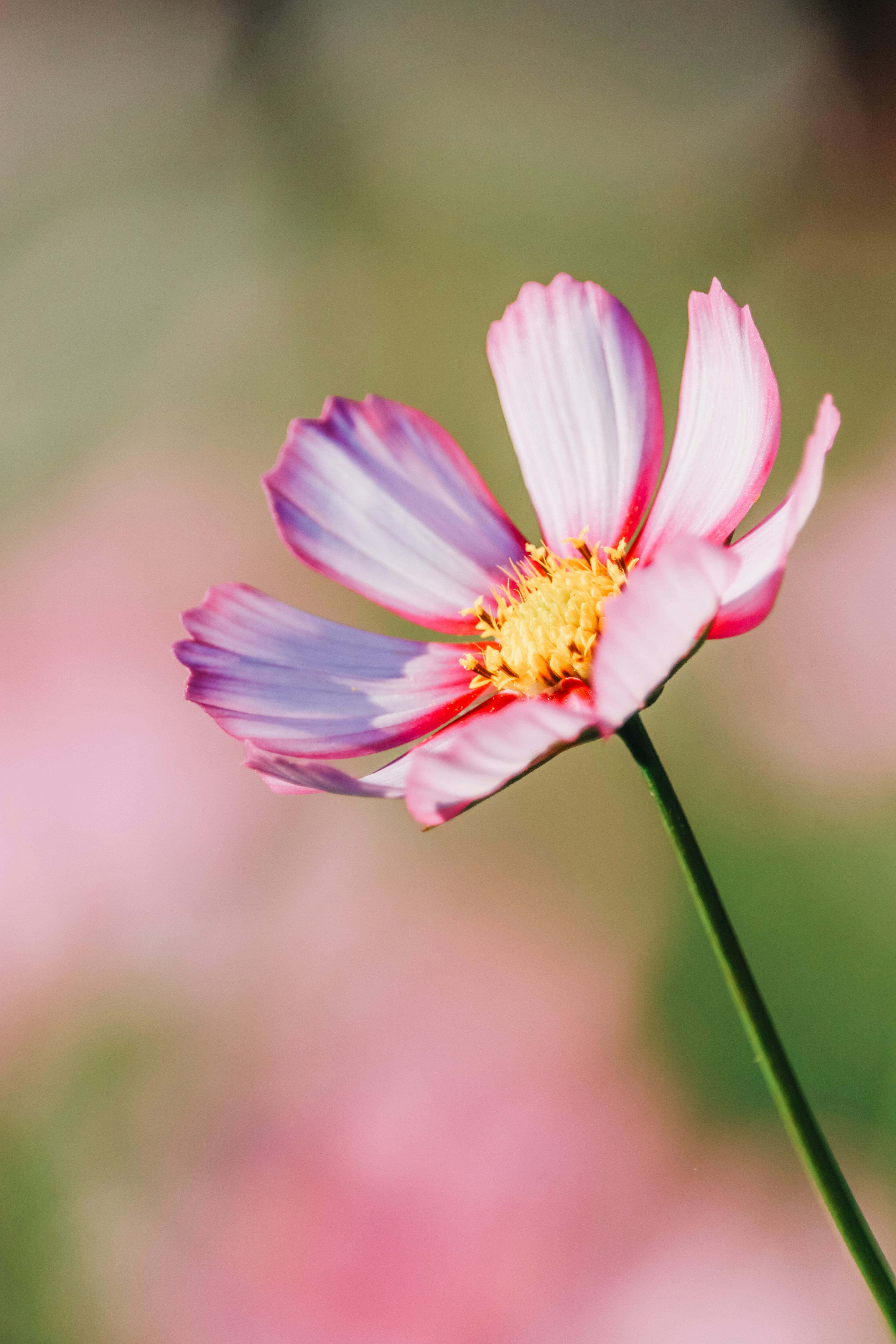 Nahaufnahme einer Kosmosblume mit rosa und weißen Blütenblättern