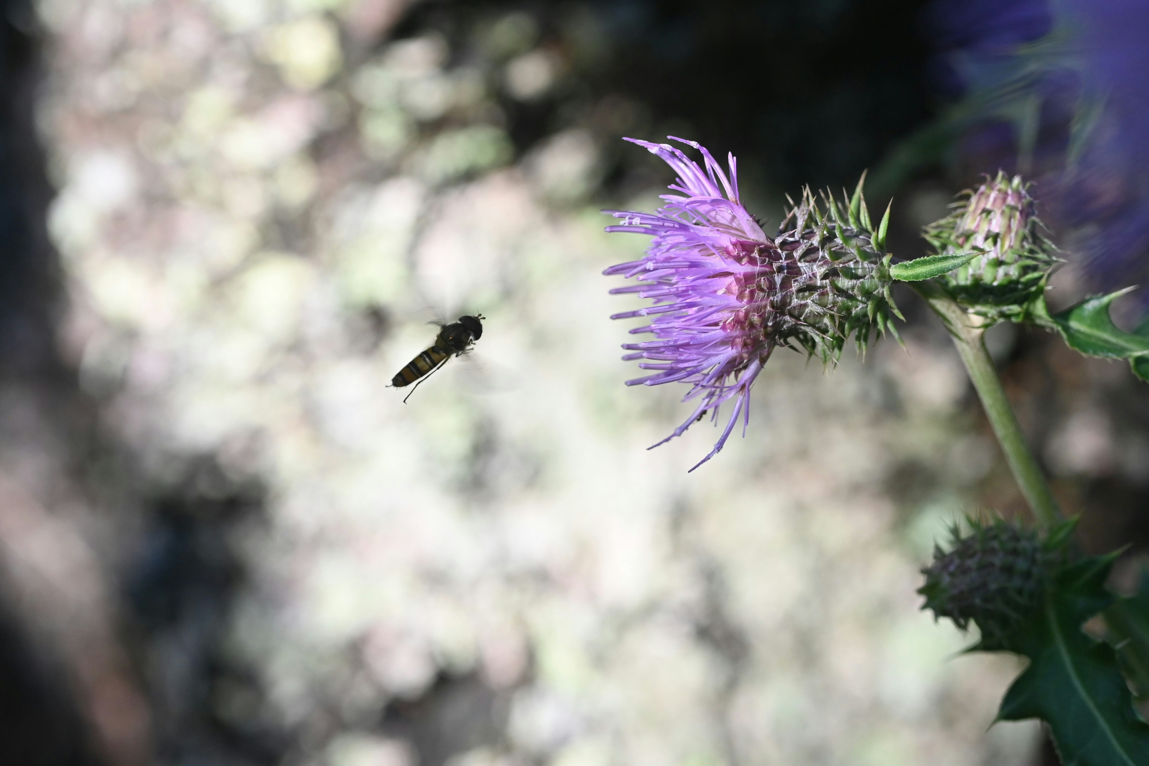 Insecte s'approchant d'une fleur violette avec un arrière-plan flou