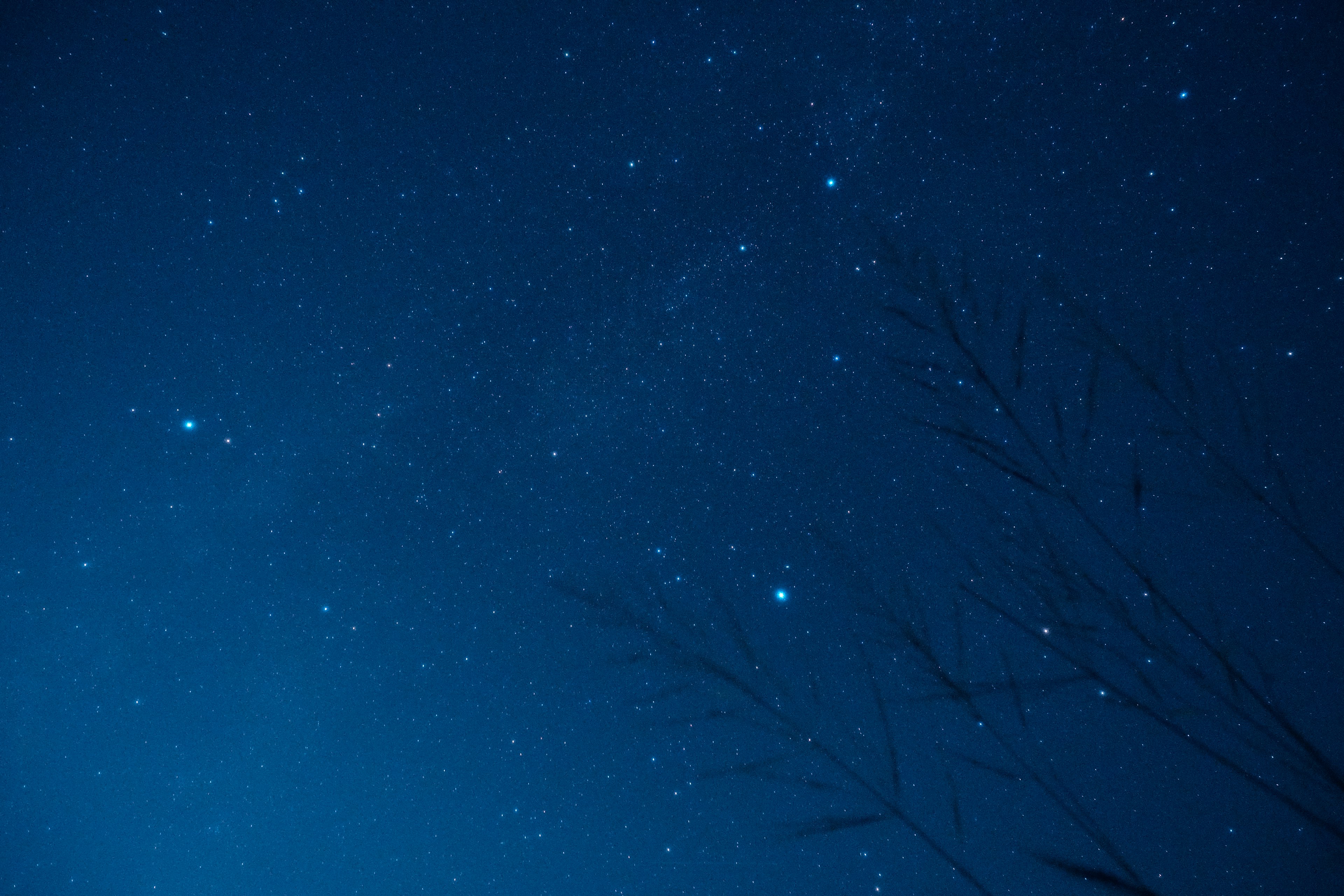 Cielo nocturno estrellado con estrellas brillantes y plantas en silueta