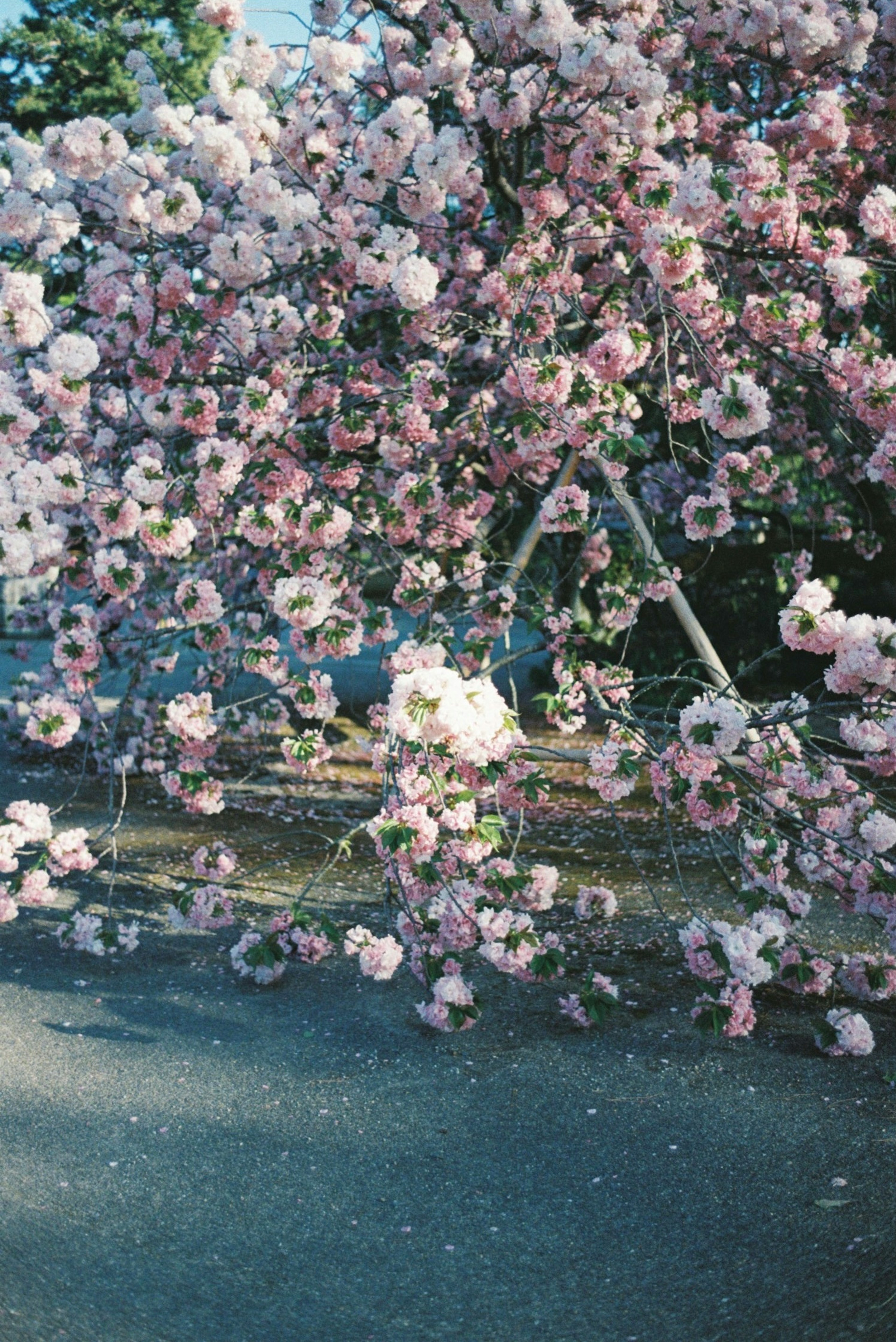 桜の花が満開の木とその下の道