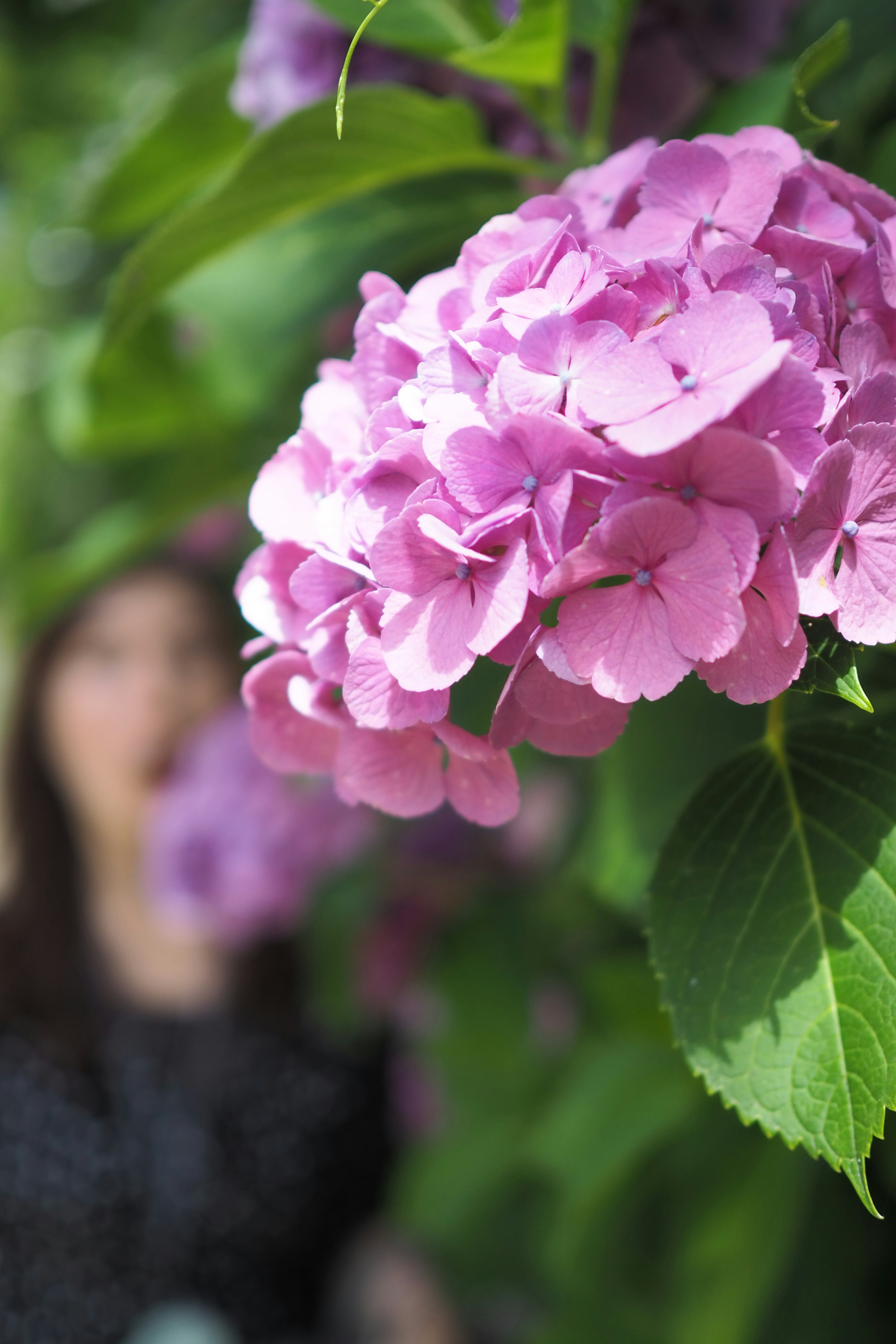 Close-up of pink hydrangea flowers with a woman in the background