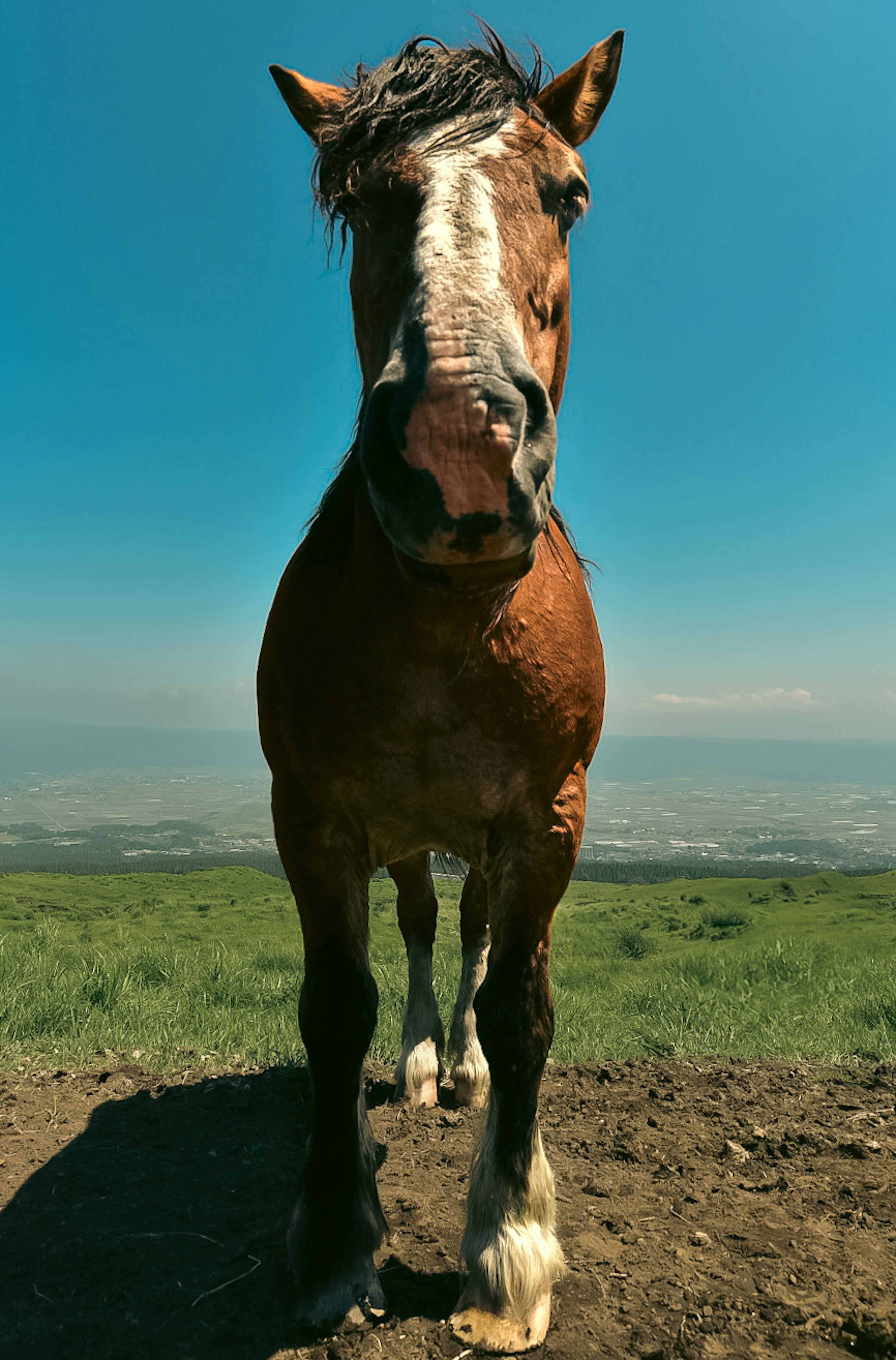 青空の下で正面を向く茶色い馬の写真