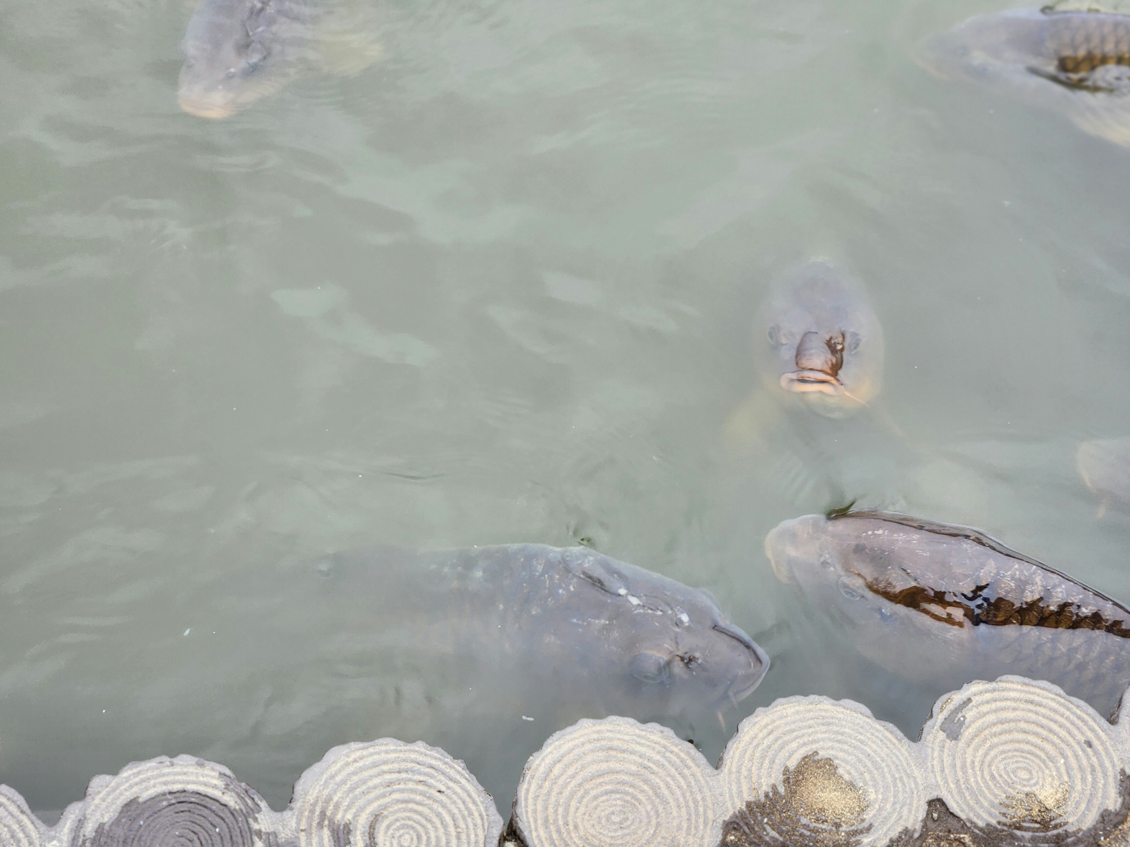 Fische schwimmen in trübem Wasser mit einem kreisförmigen Steingrenze