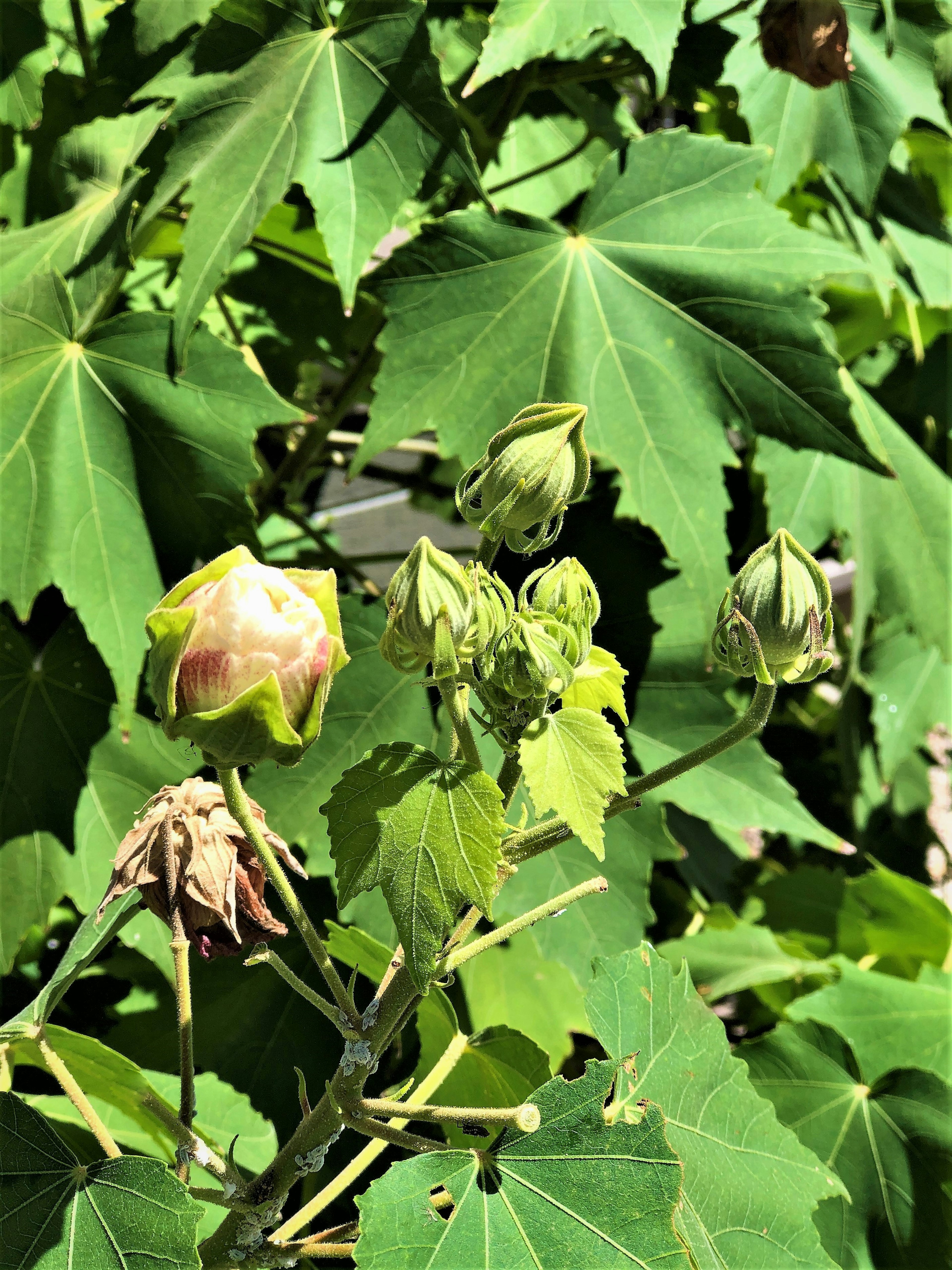 Buds and flower blooms among green leaves