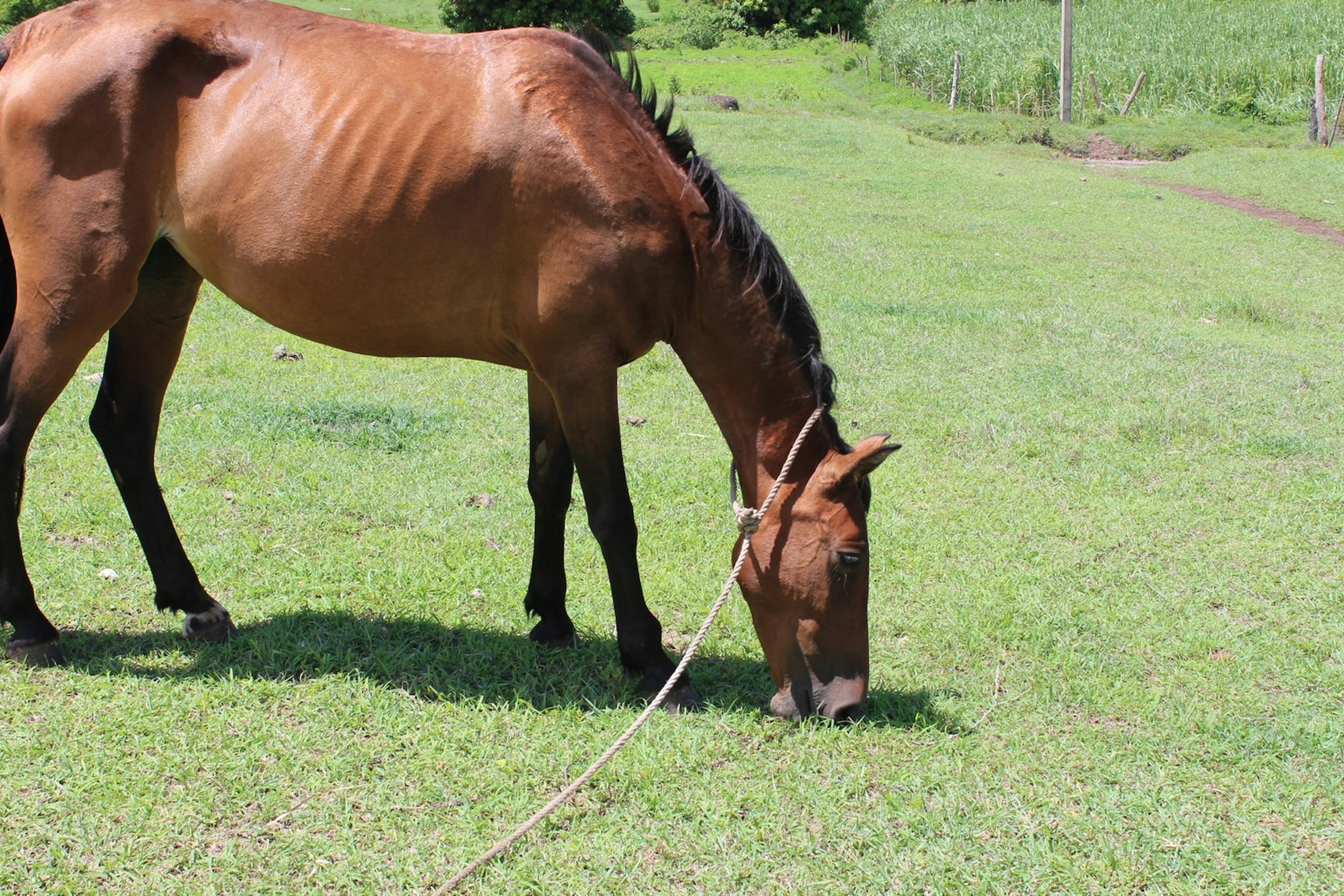 Cavallo marrone che bruca l'erba in un campo