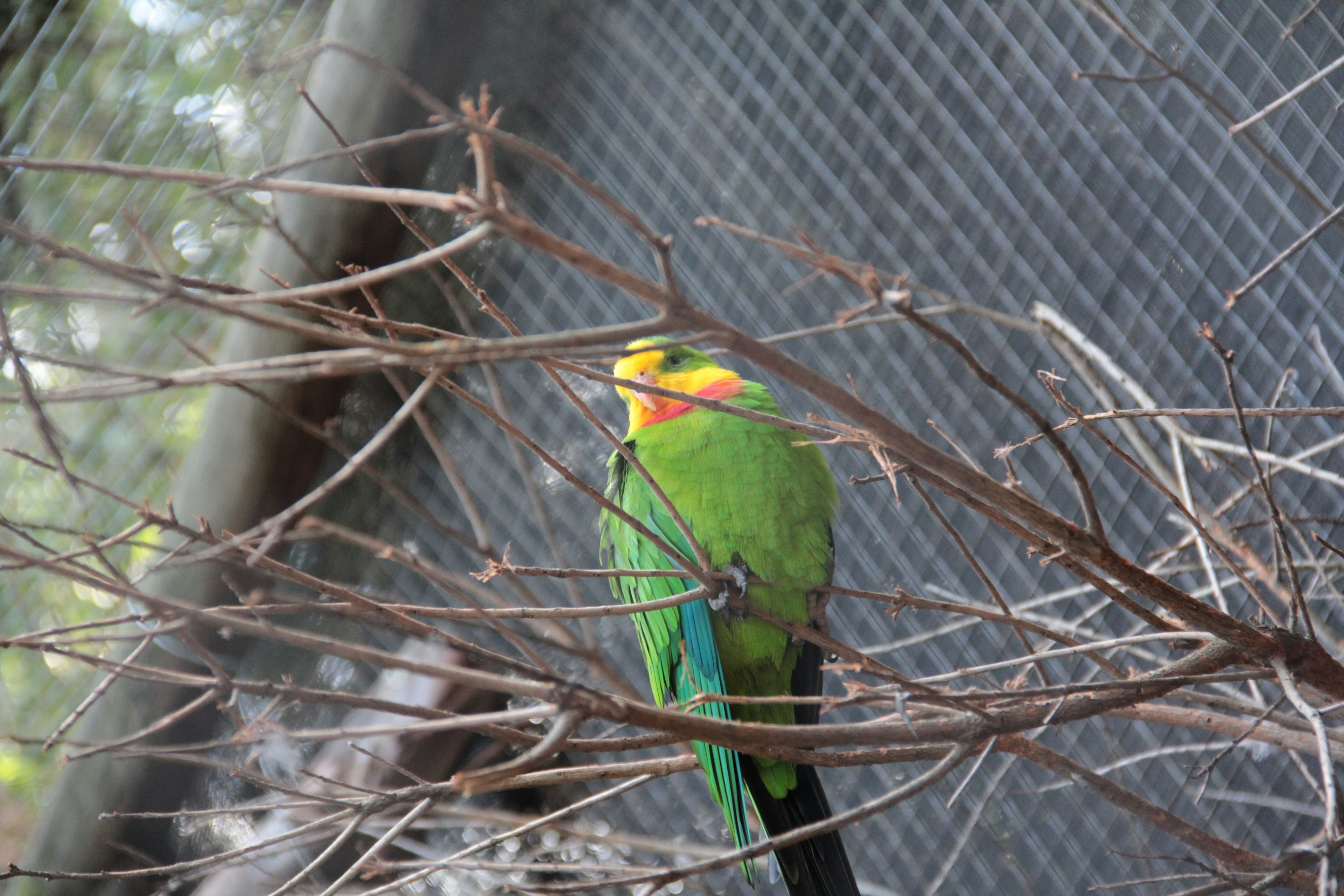 Burung beo berwarna cerah bertengger di atas cabang