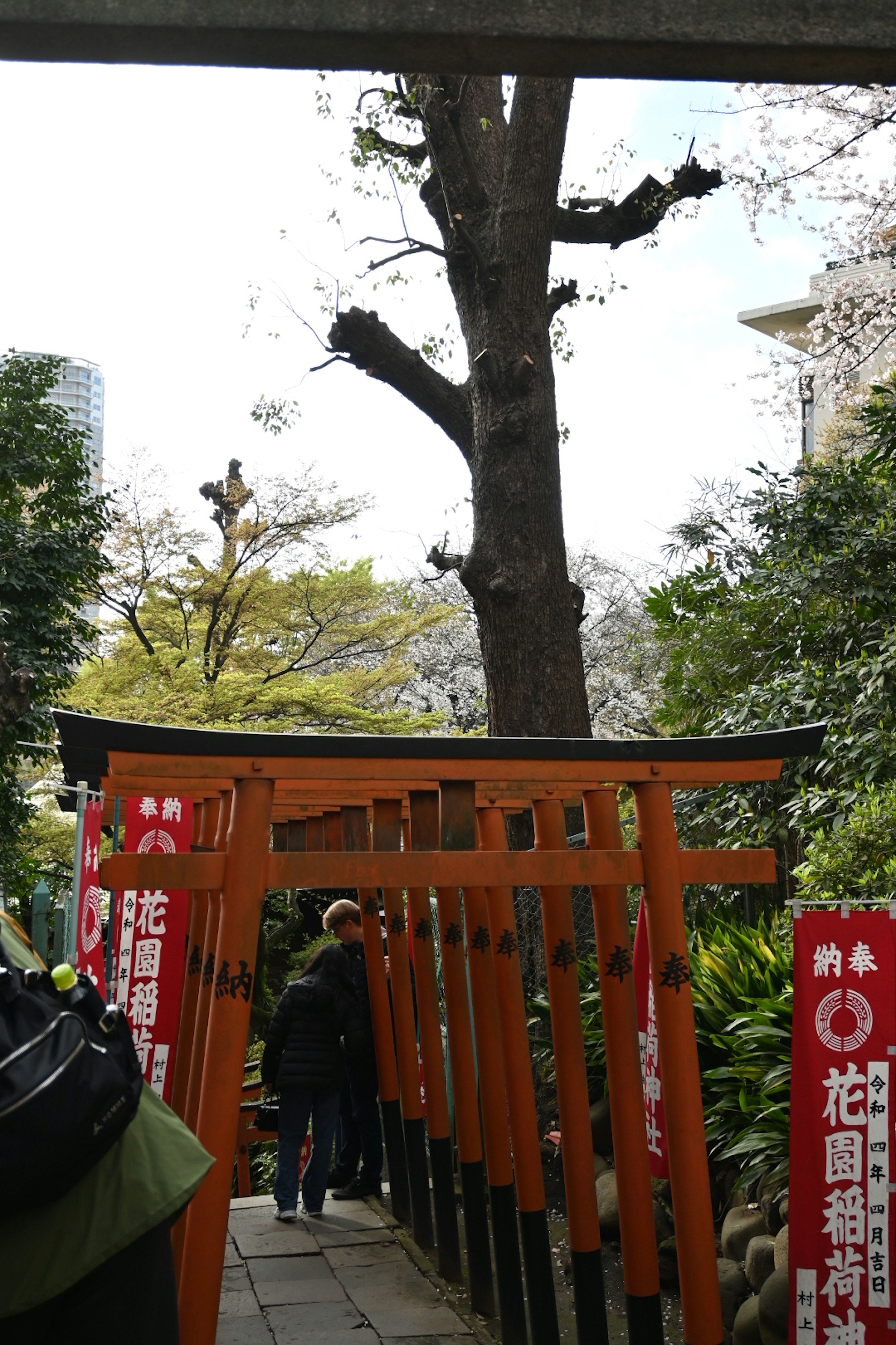 赤い鳥居が並ぶ神社の参道と緑の木々