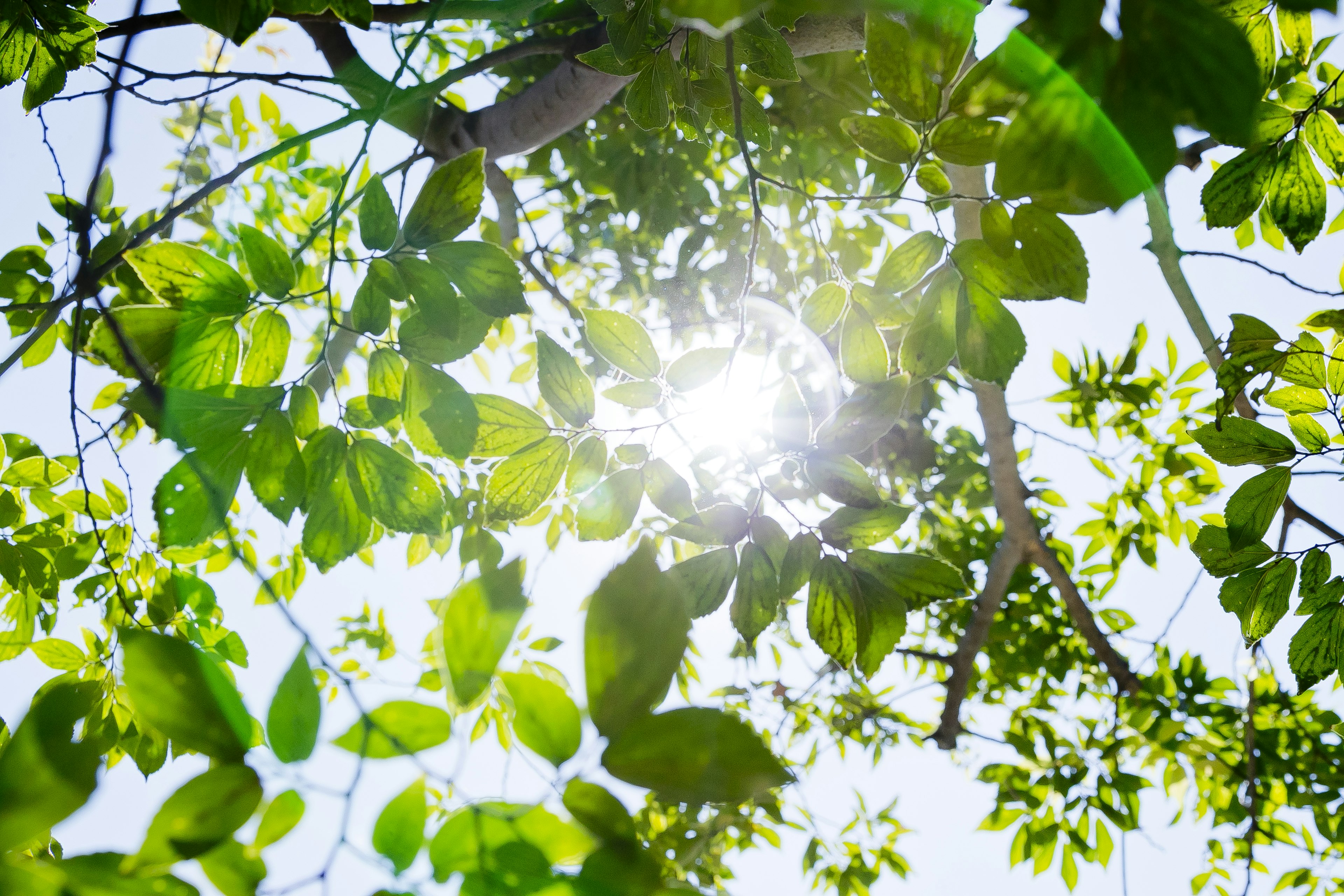 Luz del sol brillando a través de hojas verdes contra un cielo azul