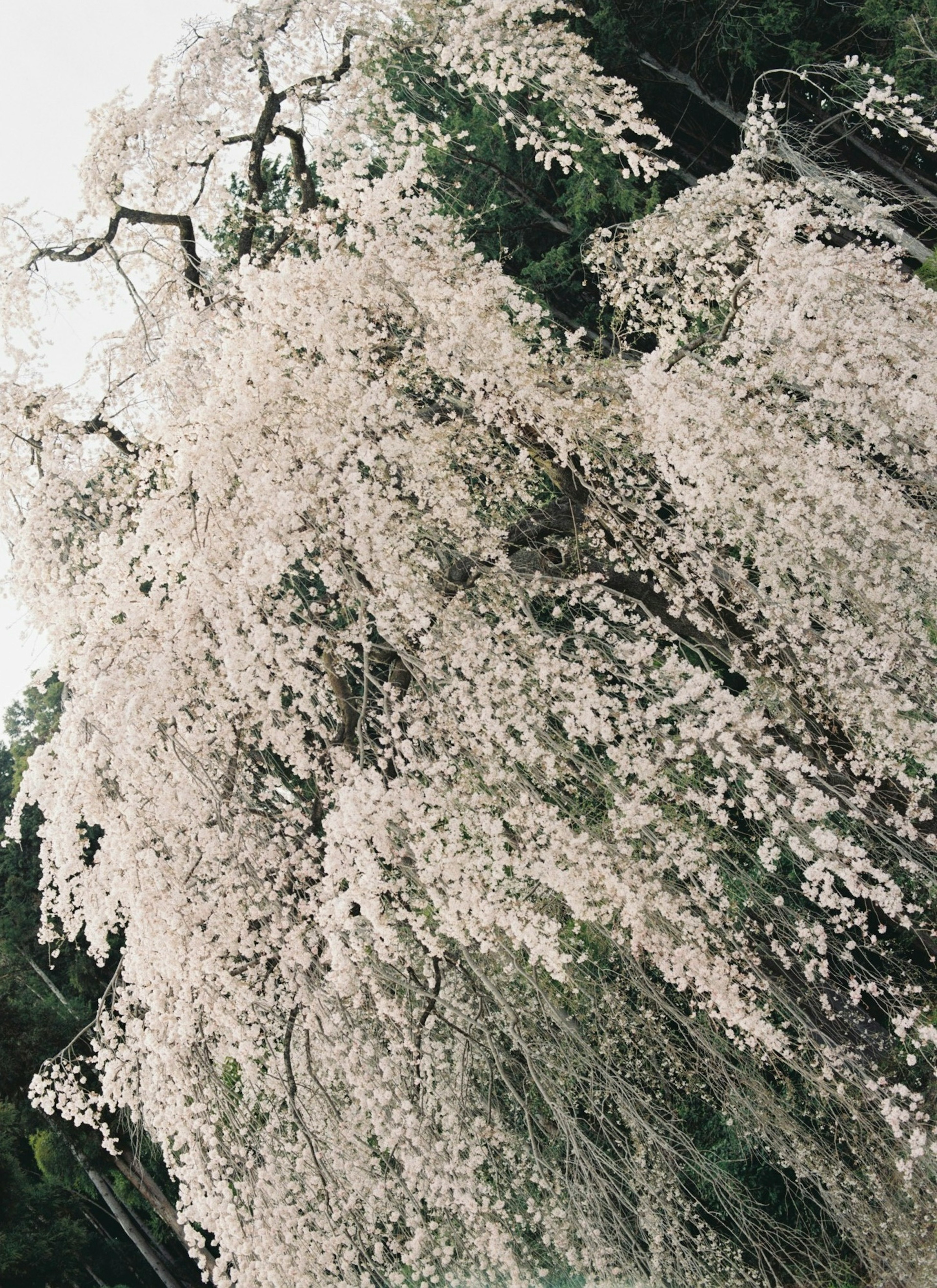 白い花を咲かせた枝垂れ桜の木が緑の背景に揺れている