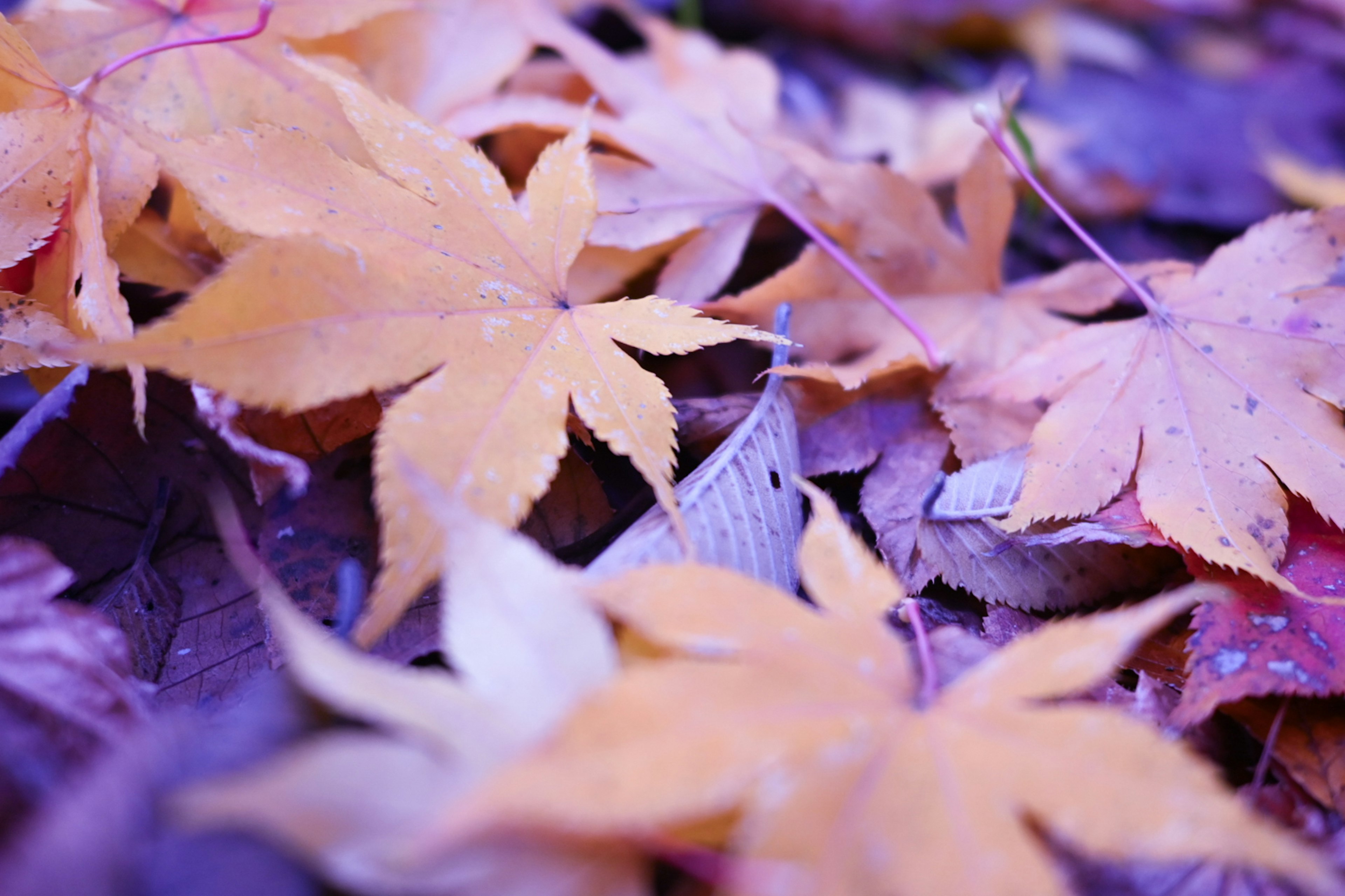 Herbst-Ahornblätter auf einem lila Hintergrund verstreut