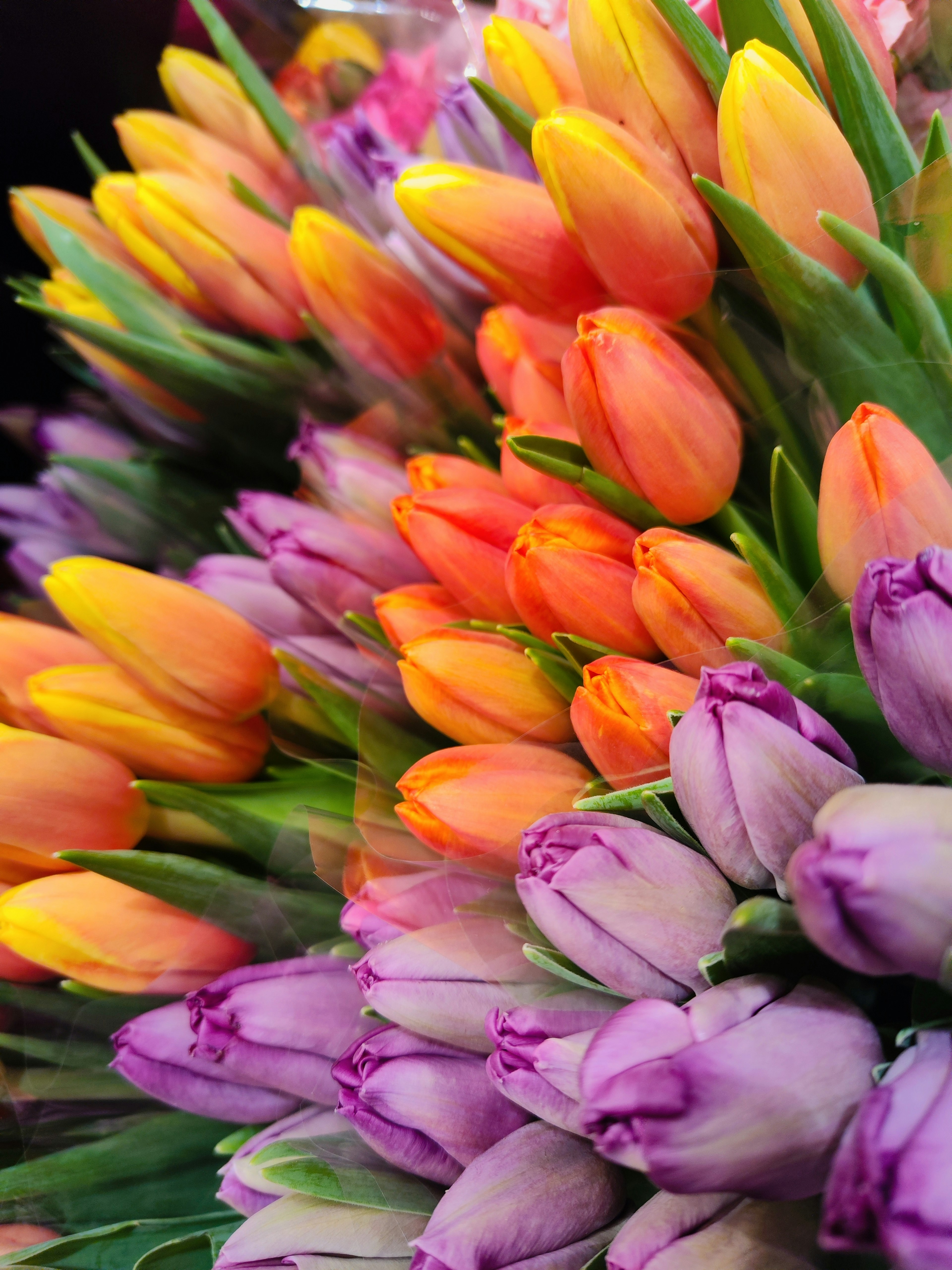 Close-up of a vibrant bouquet of tulips in various colors