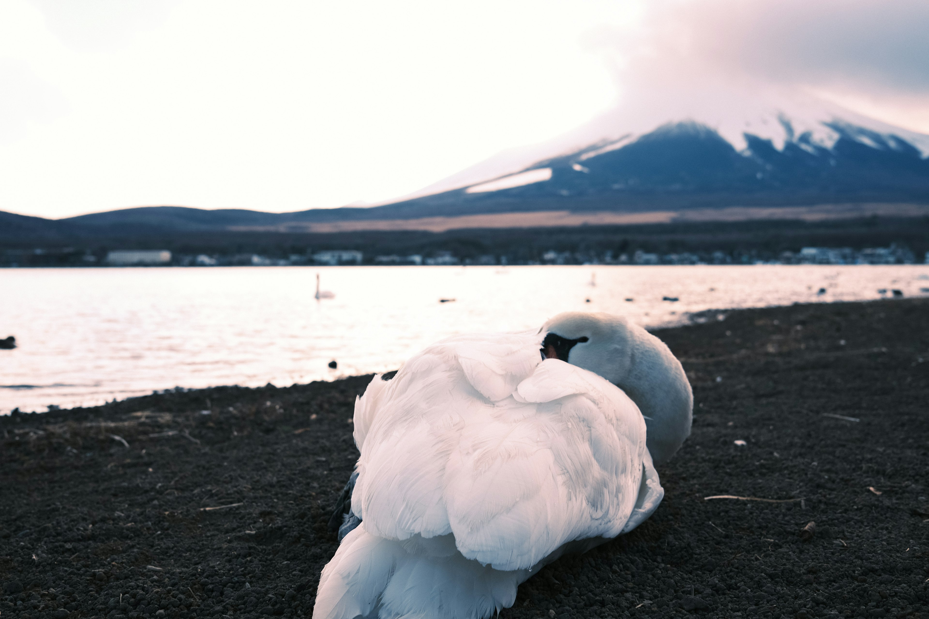 Un cigno che riposa sulla riva di un lago con il monte Fuji sullo sfondo