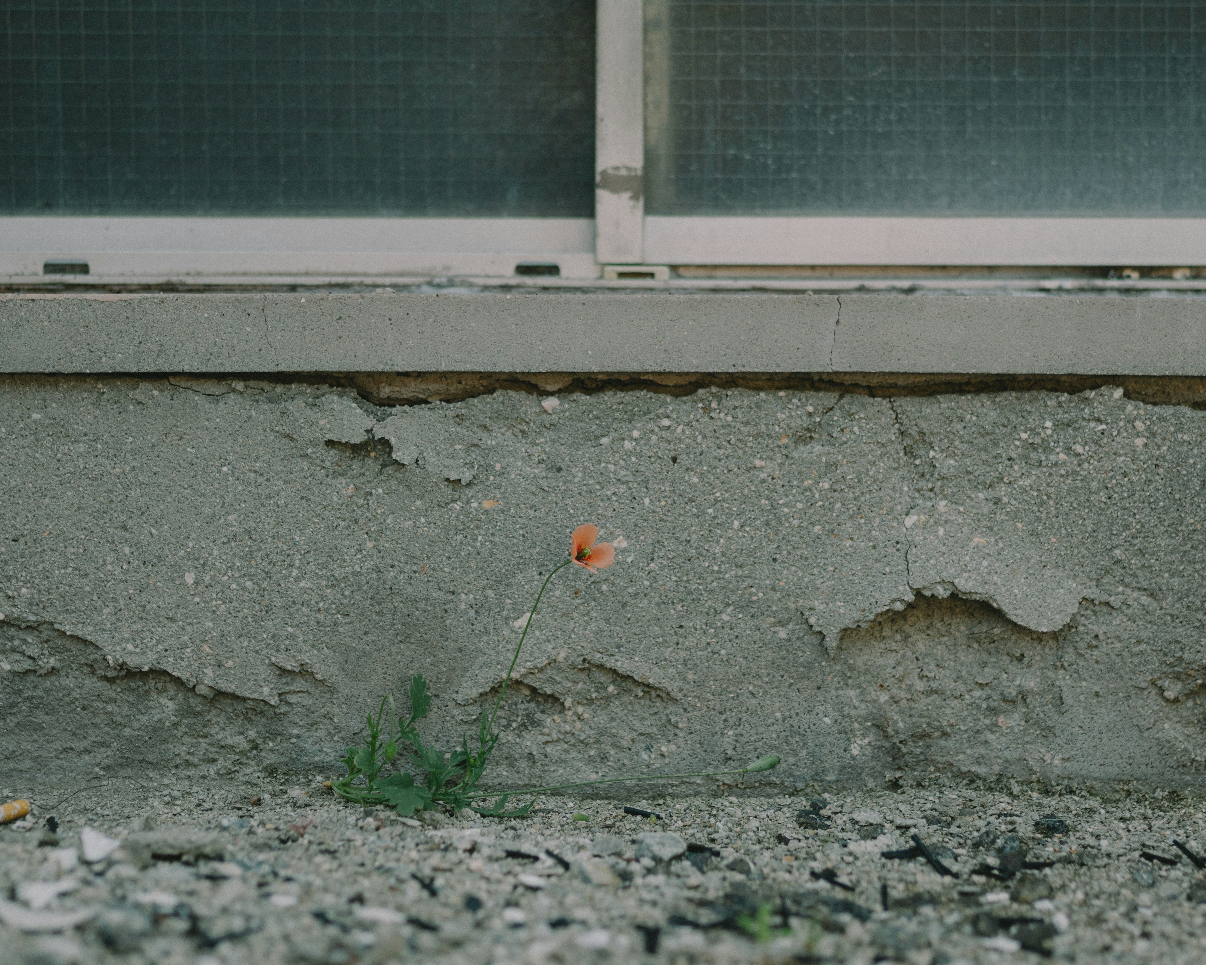 Imagen de una pared de concreto con una pequeña planta creciendo en la base