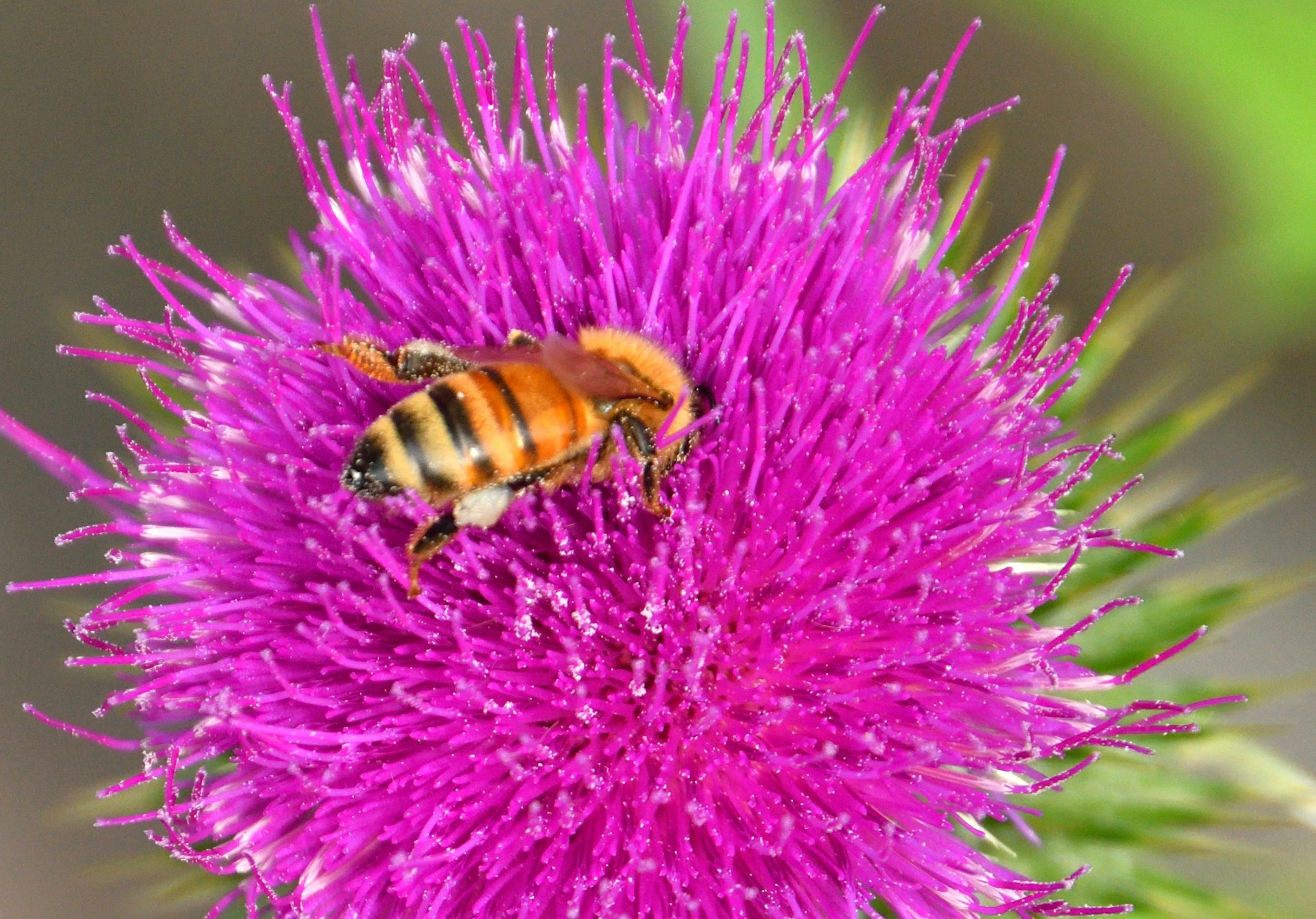 Primer plano de una abeja en una flor morada