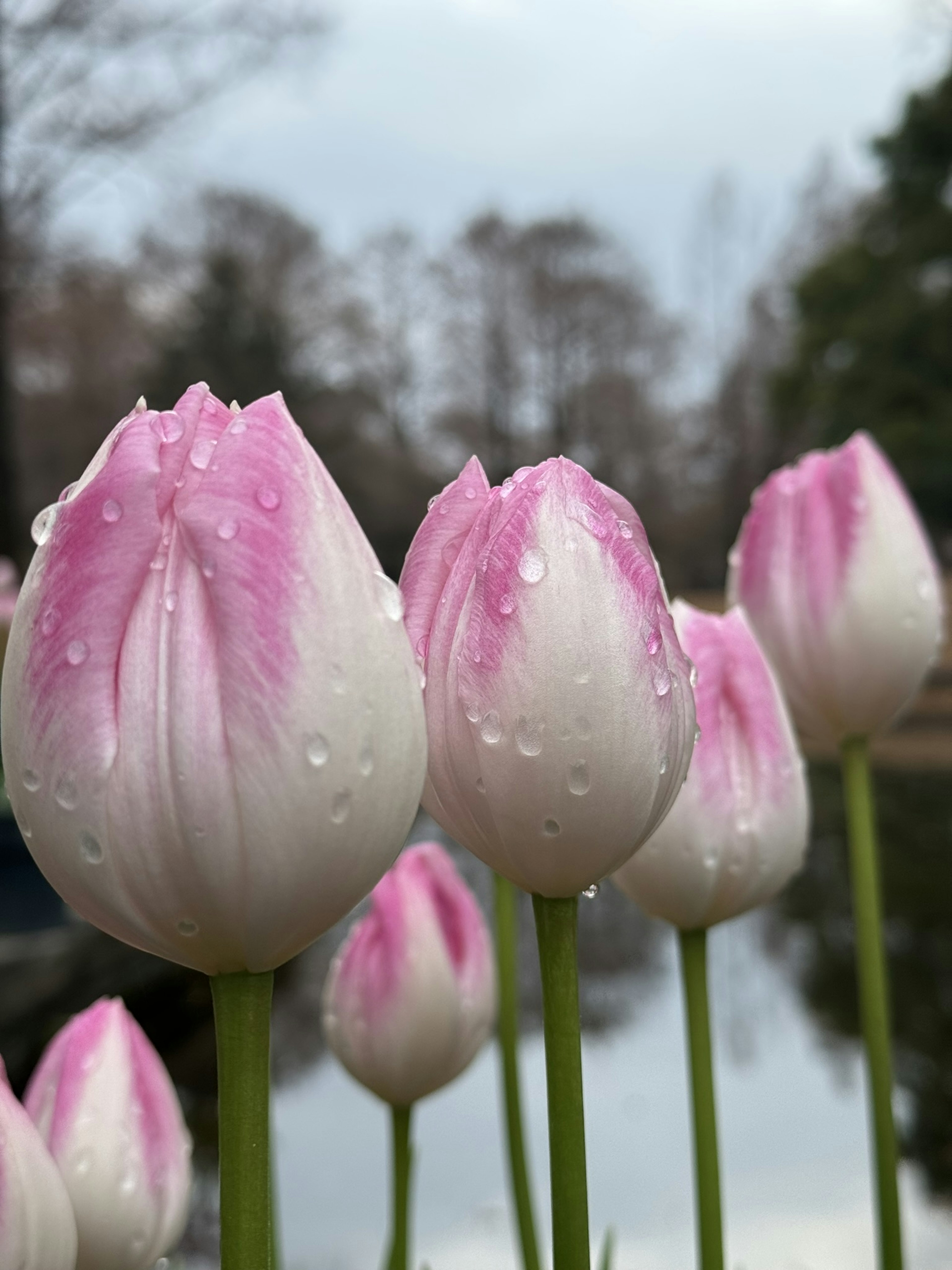 Un gruppo di tulipani rosa e bianchi con gocce d'acqua disposti accanto a uno stagno