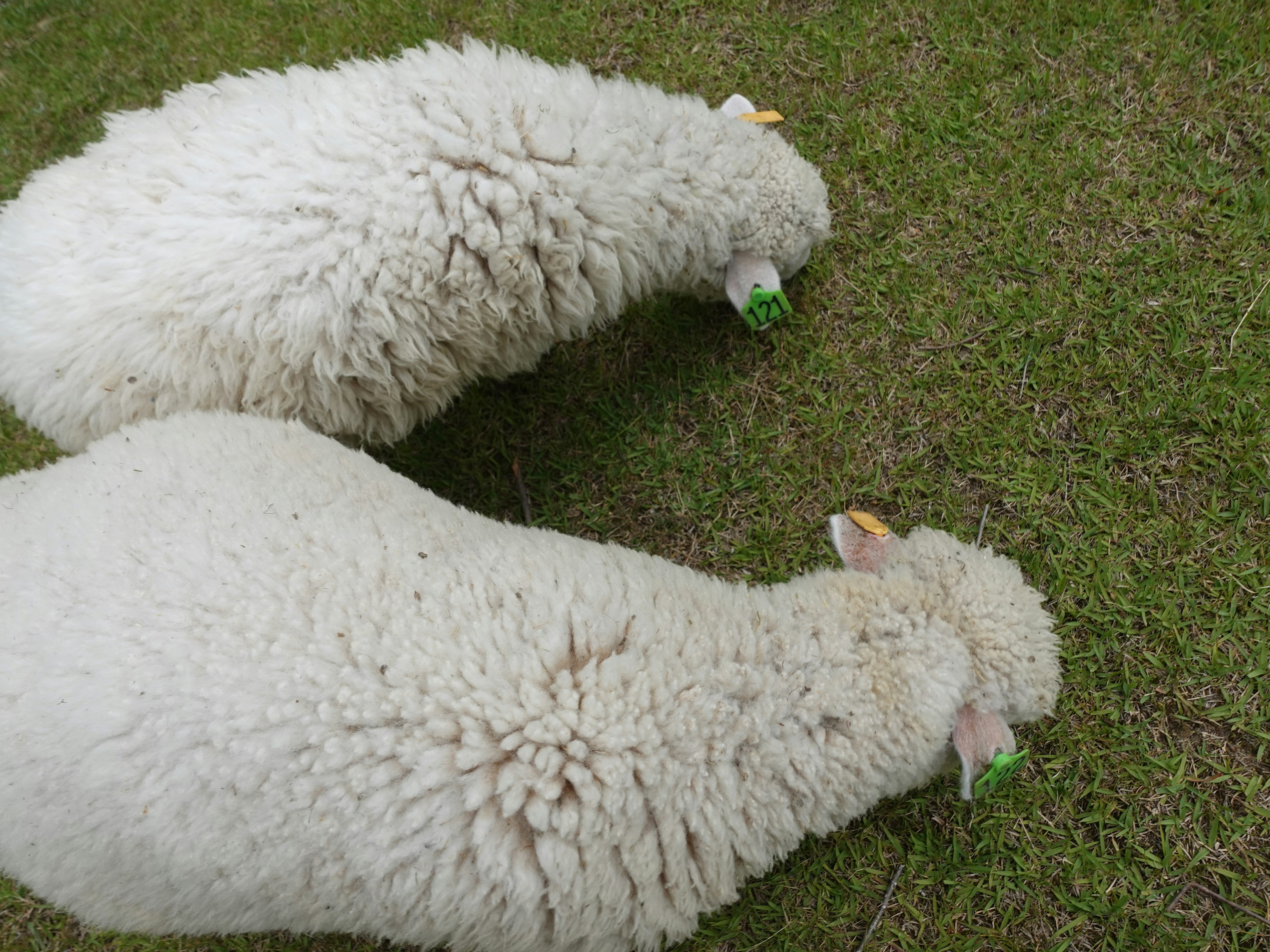 二匹の羊が緑の草を食べている様子