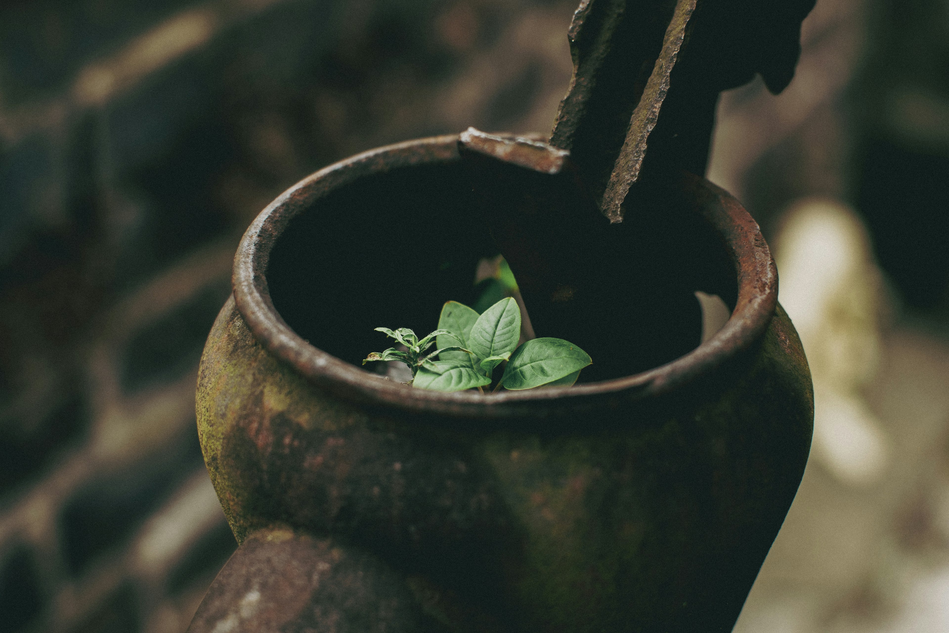 古い壺の中に緑の植物が生えている