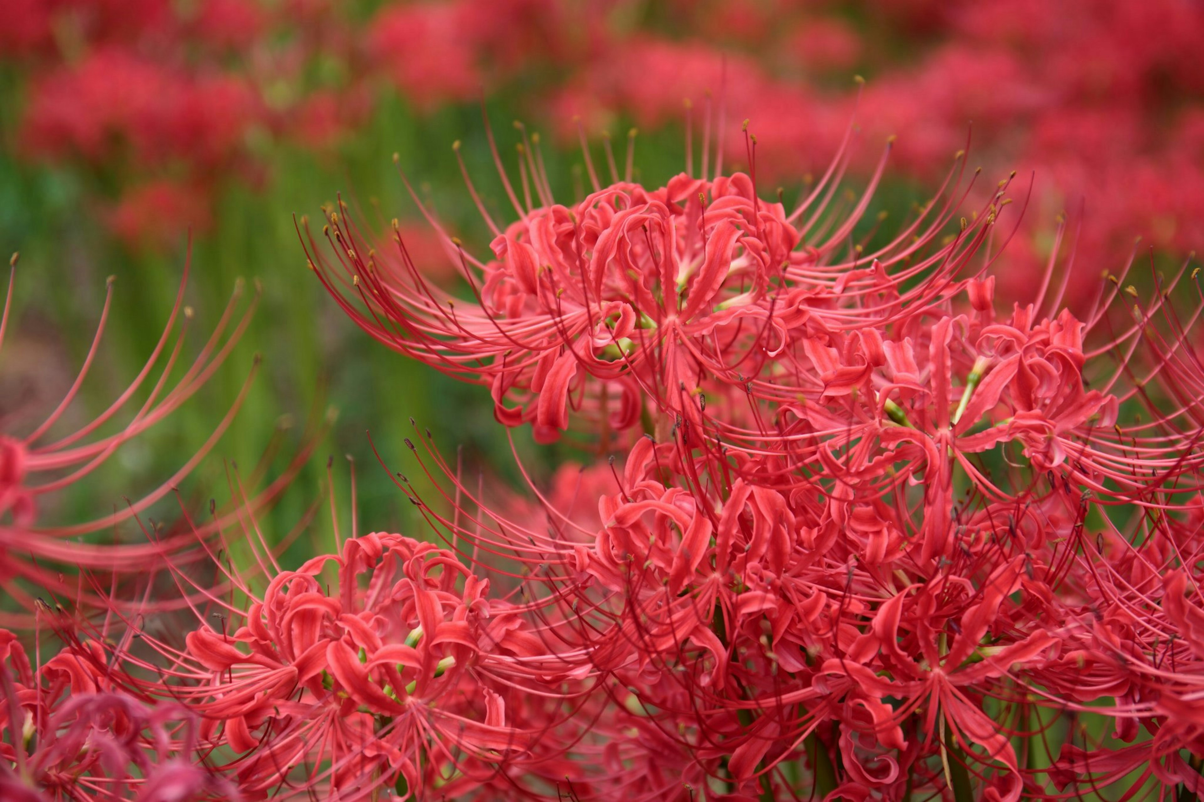 Ein Feld mit blühenden roten Spinnenlilien