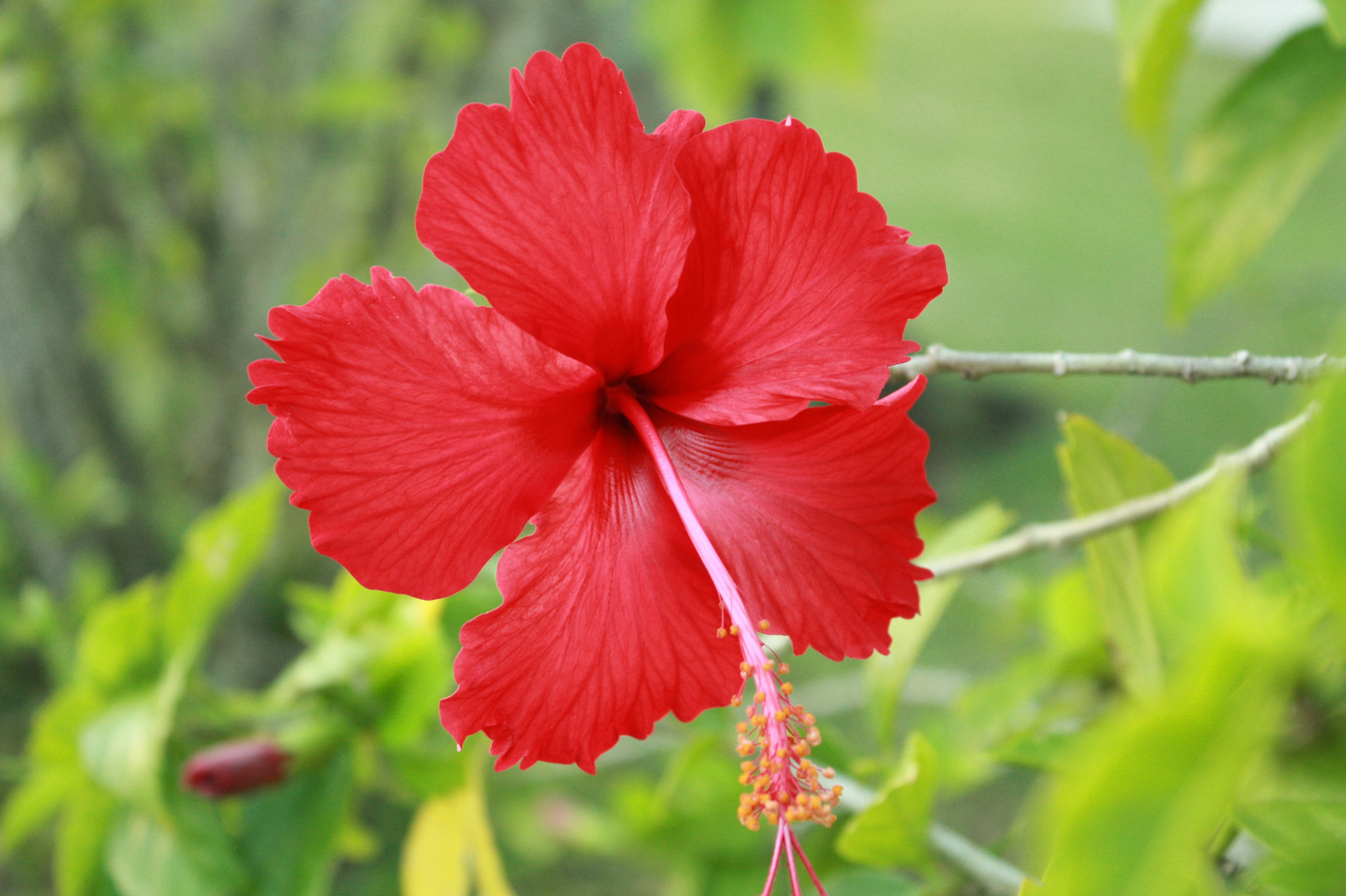 Fiore di ibisco rosso vibrante che sboccia tra foglie verdi lussureggianti