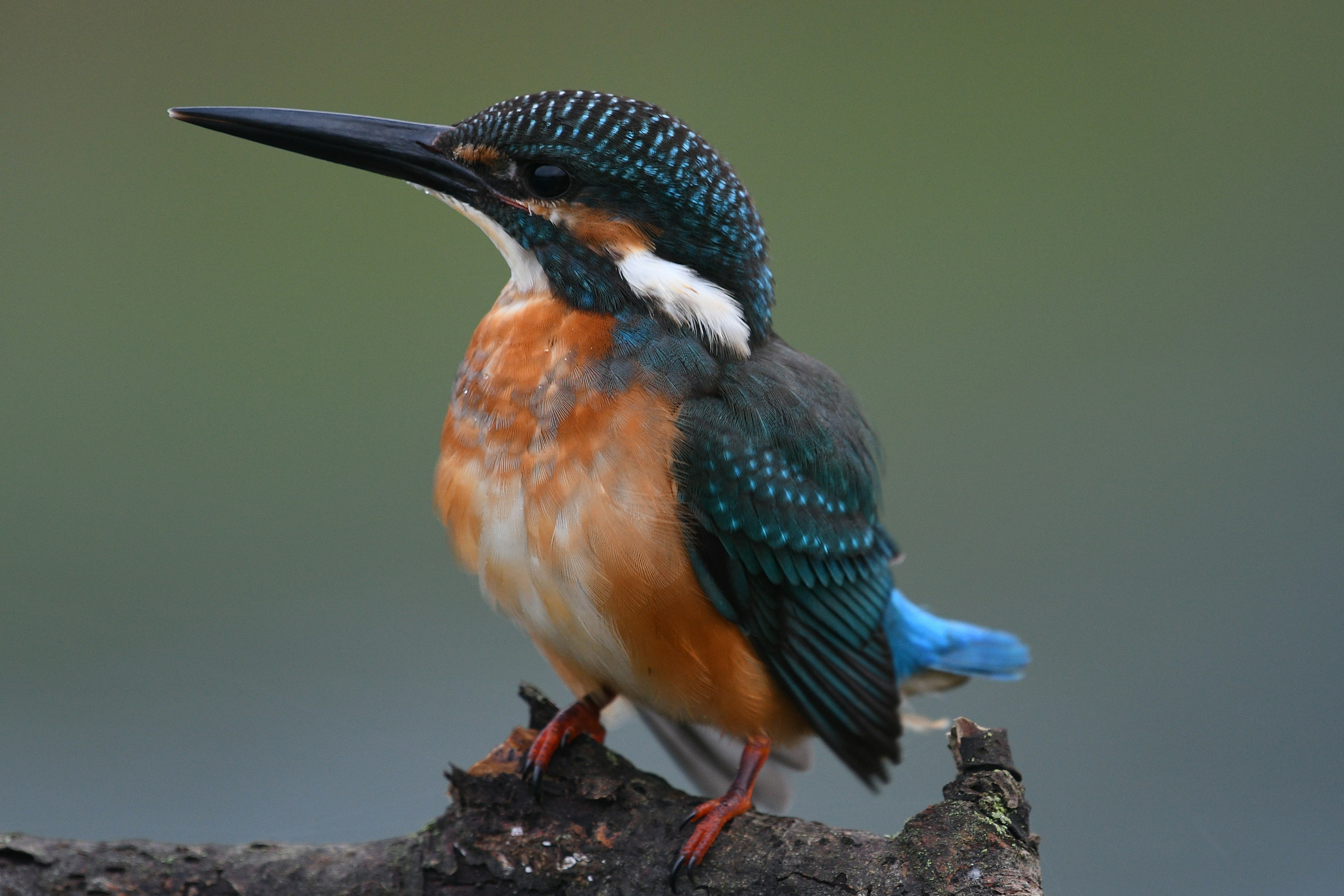 Un colorido martinete posado en una rama