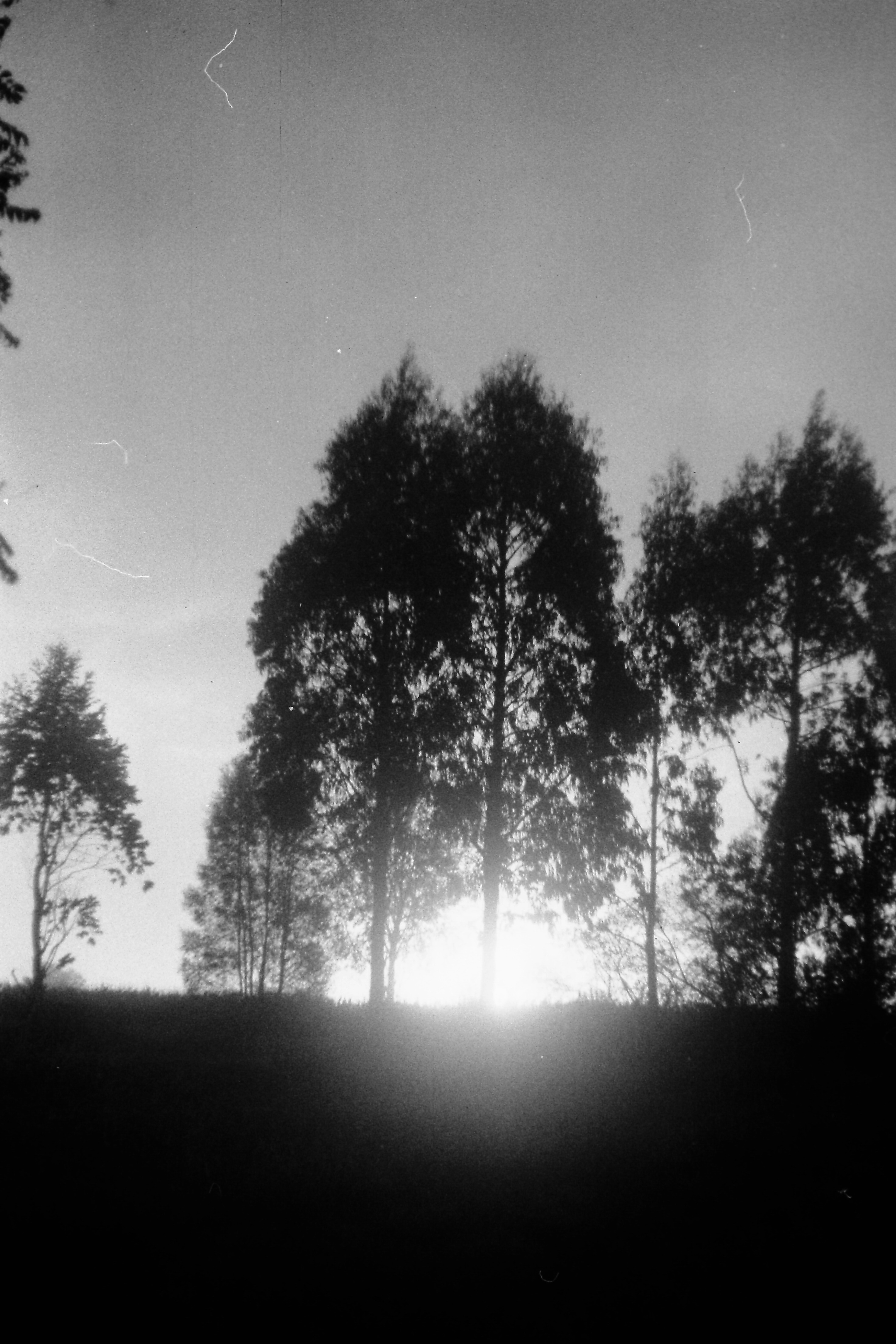 Silueta de árboles contra un atardecer