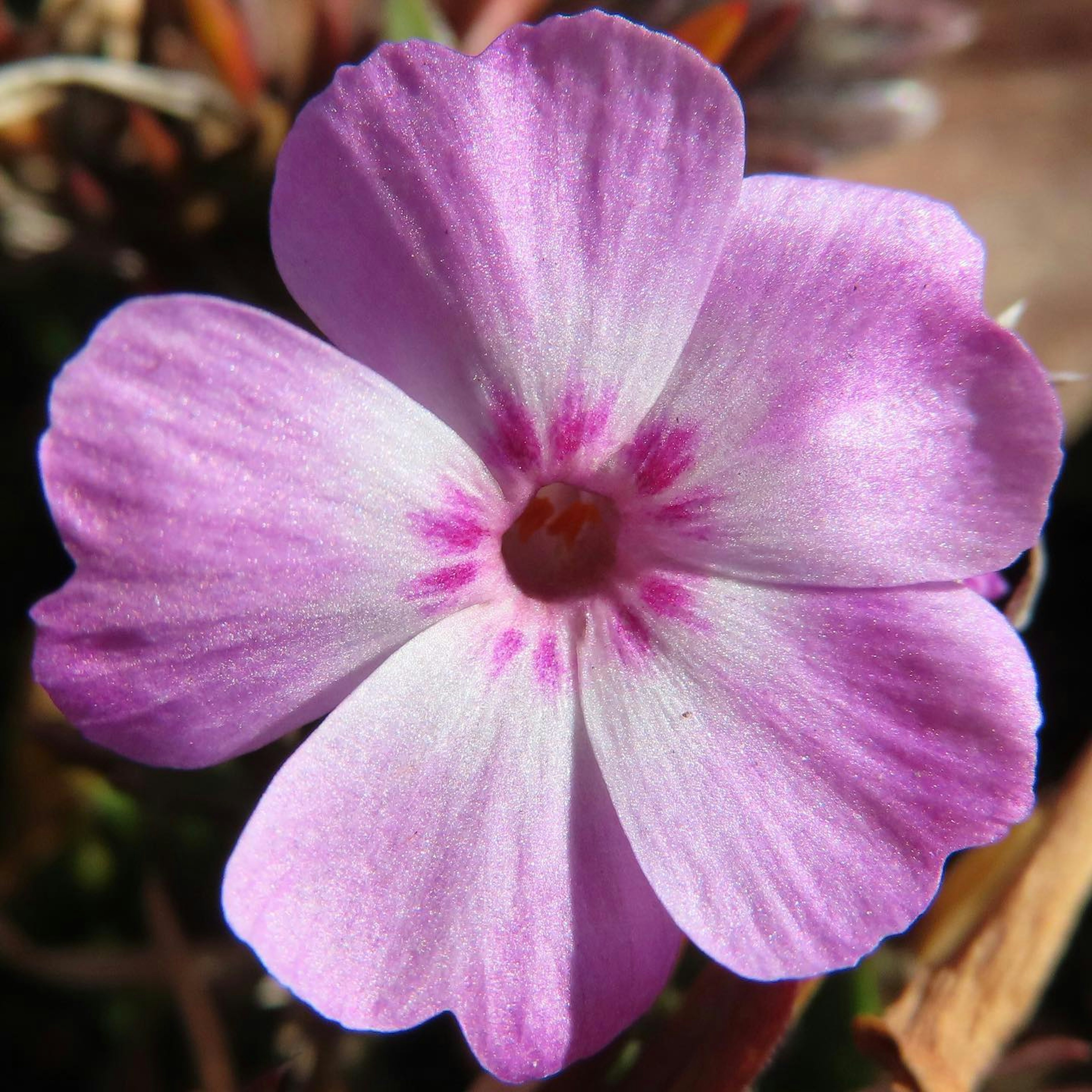 Close-up of a vibrant pink flower with delicate petals