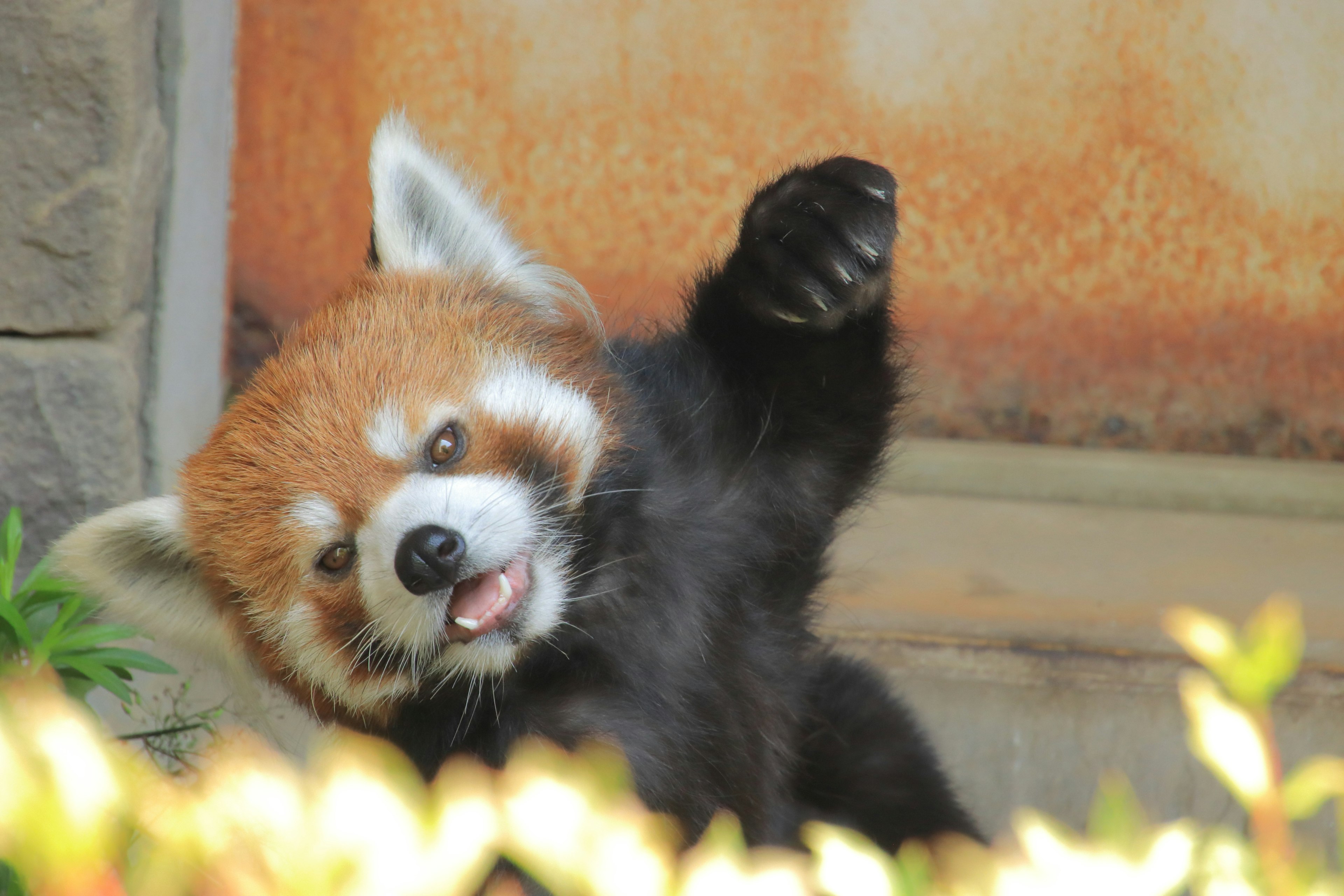 Panda roux agitant joyeusement la main avec un sourire