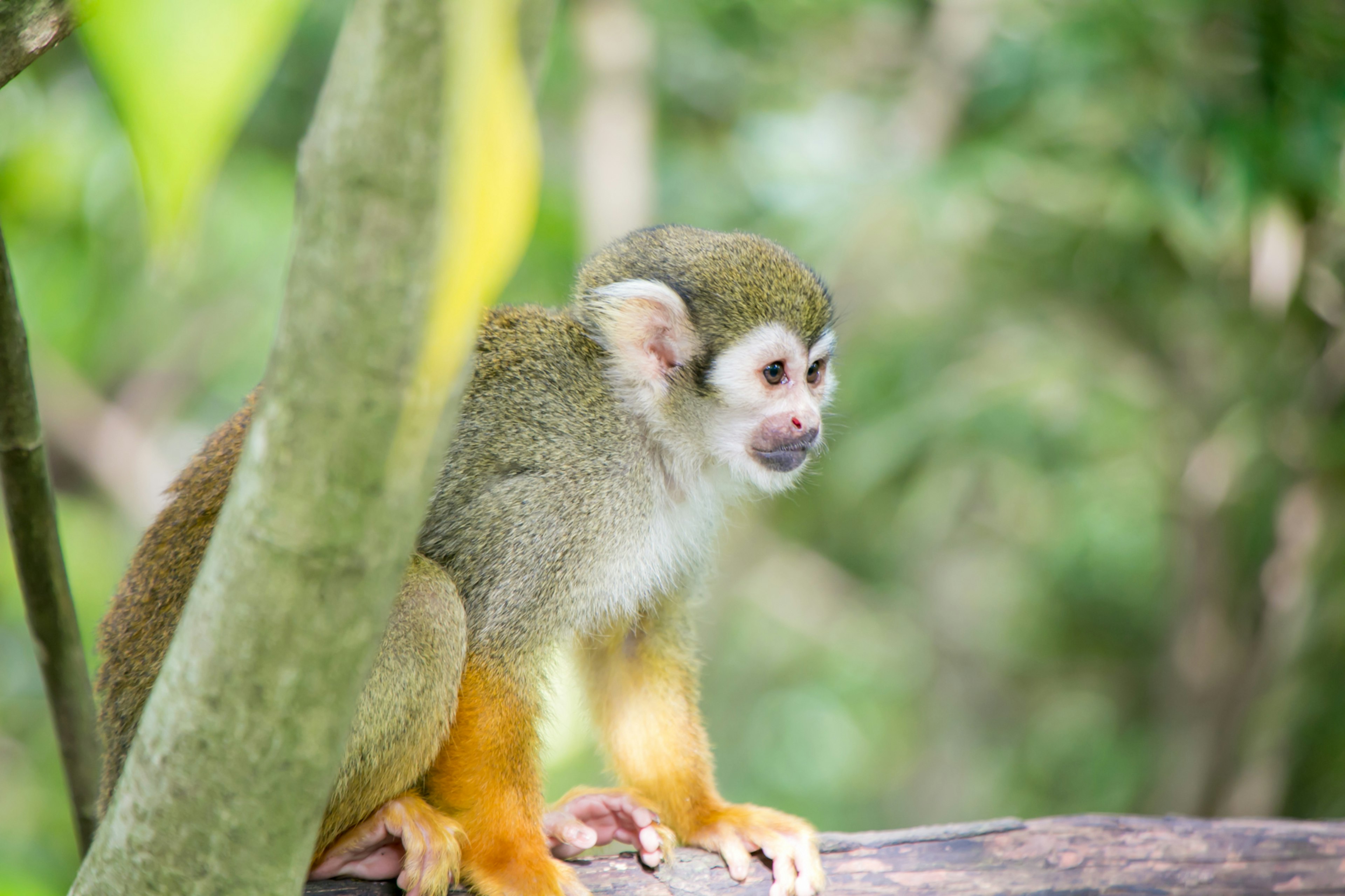 Profile of a squirrel monkey sitting on a branch featuring green fur and orange feet