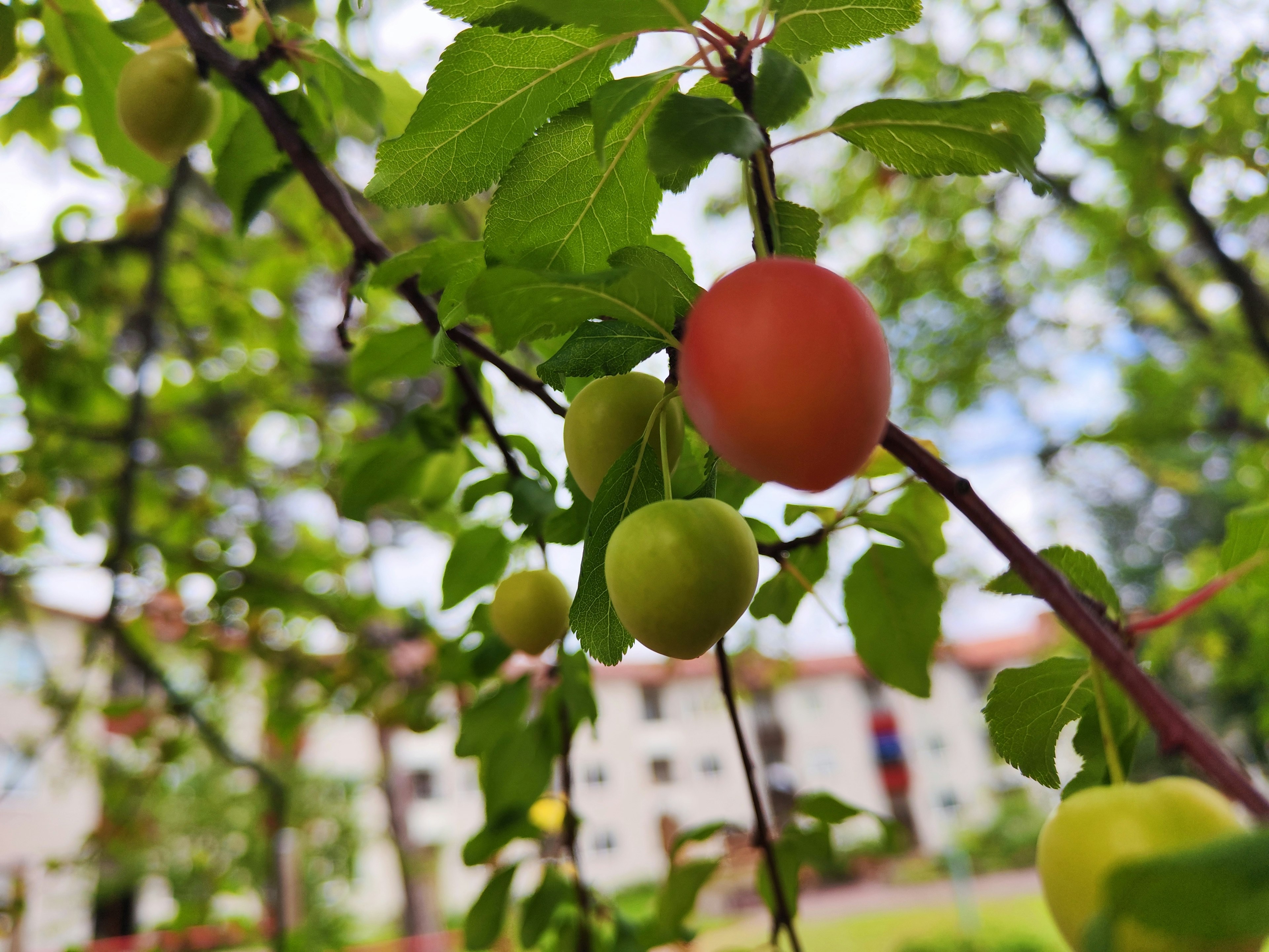 Une branche avec des fruits rouges et verts entourée de feuilles vertes