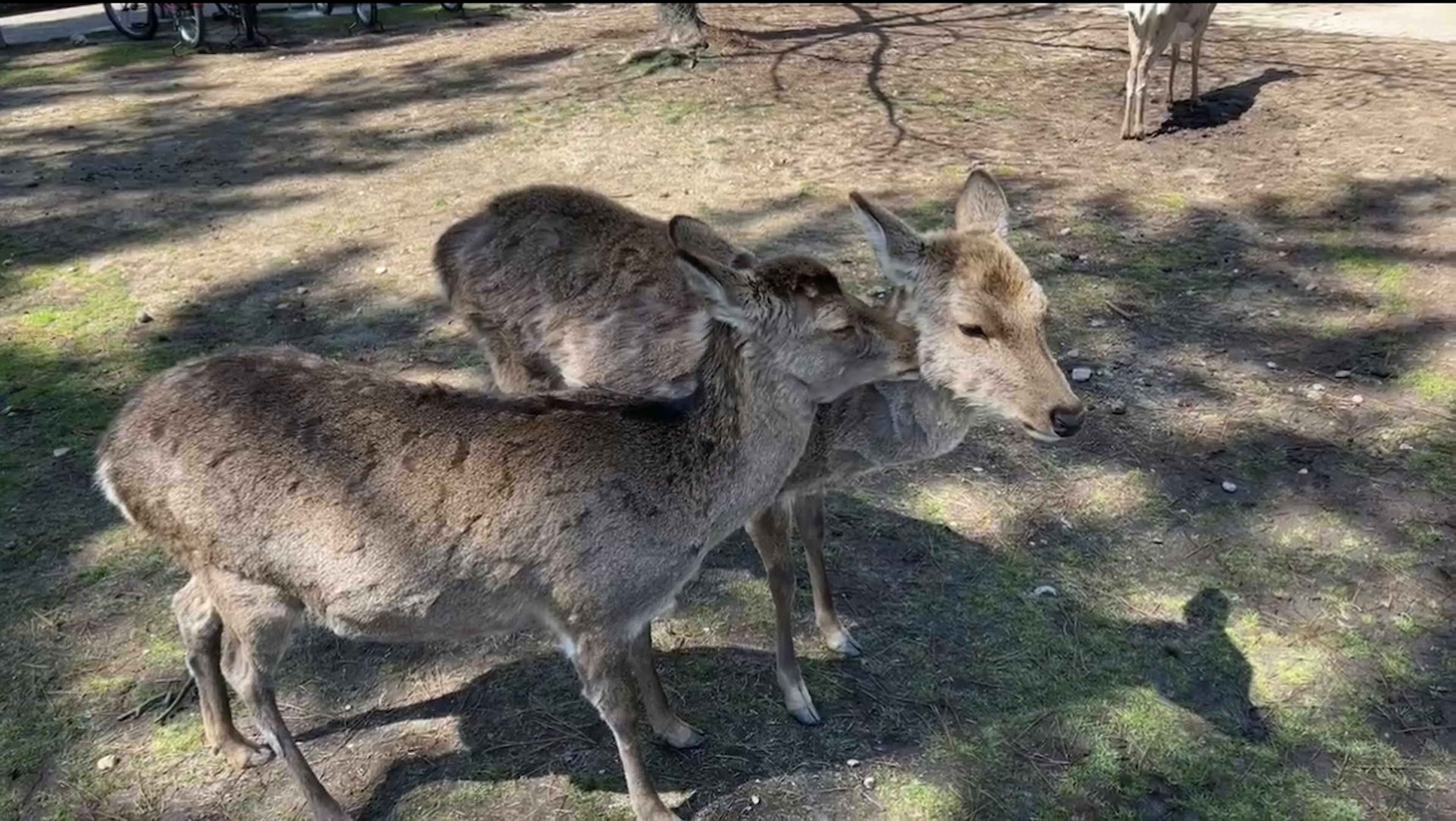 鹿の背中に乗っている猫のユニークなシーン