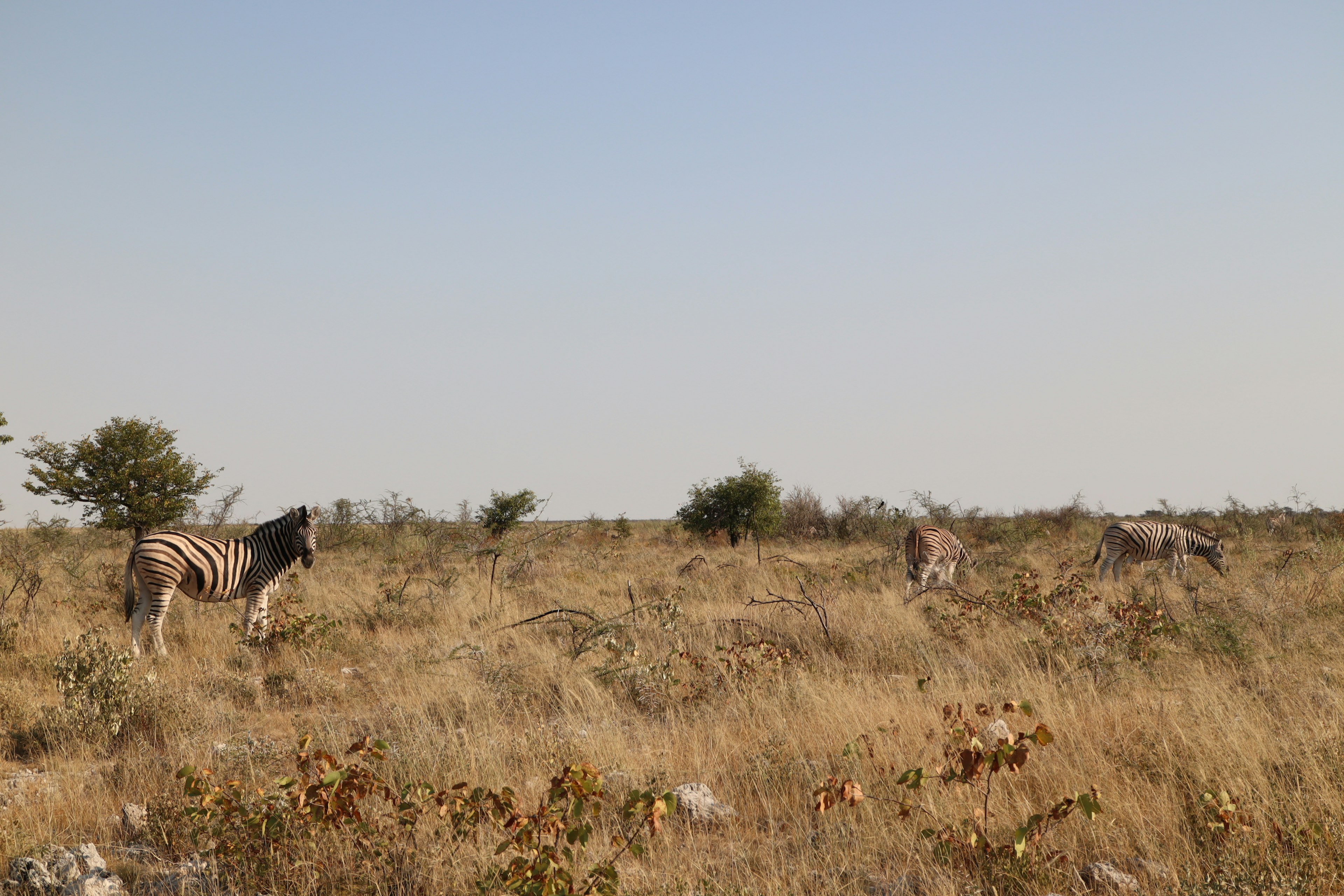 A herd of zebras in a grassland under a clear blue sky