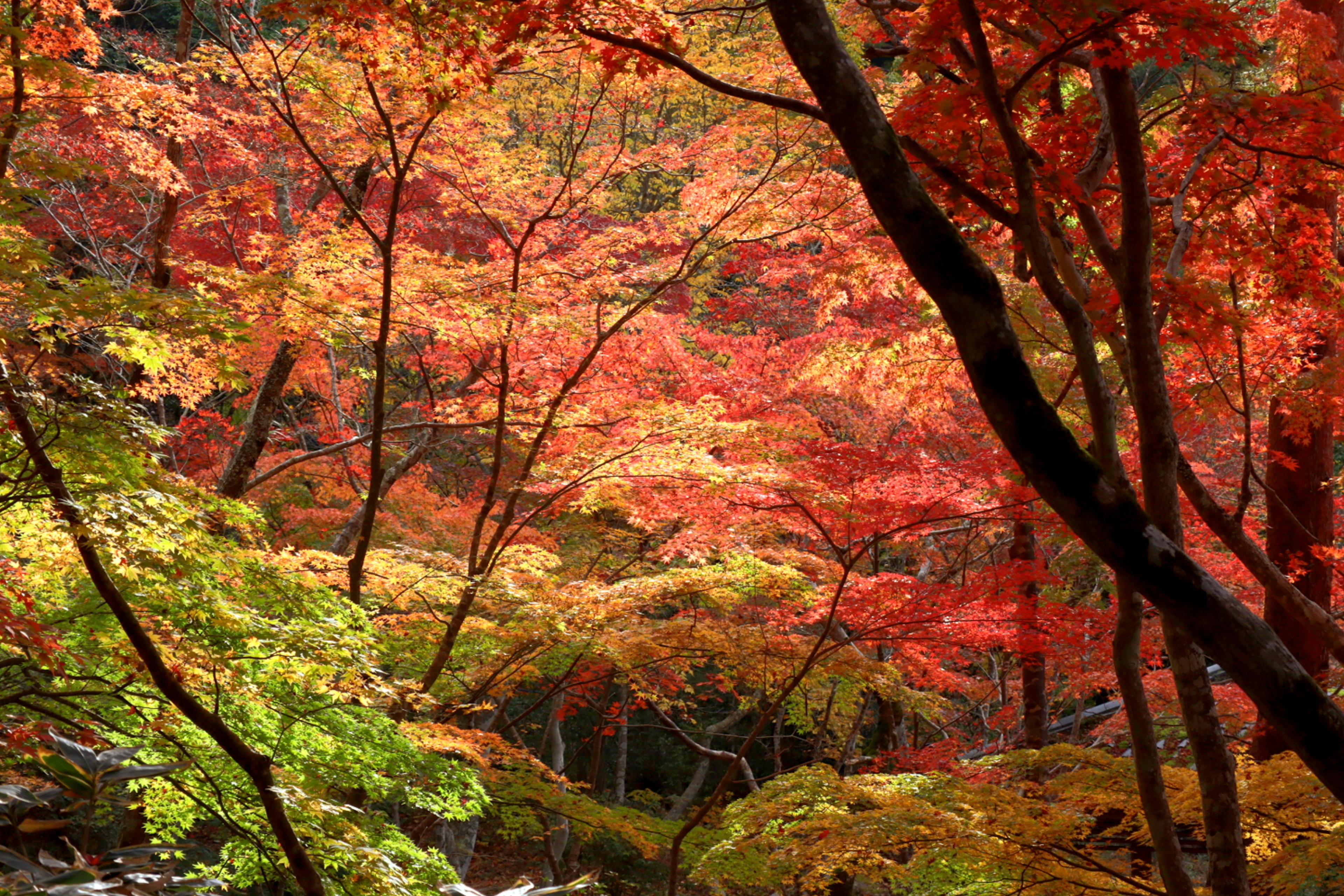 秋の紅葉に彩られた森の風景緑と赤の葉が混在する美しい自然