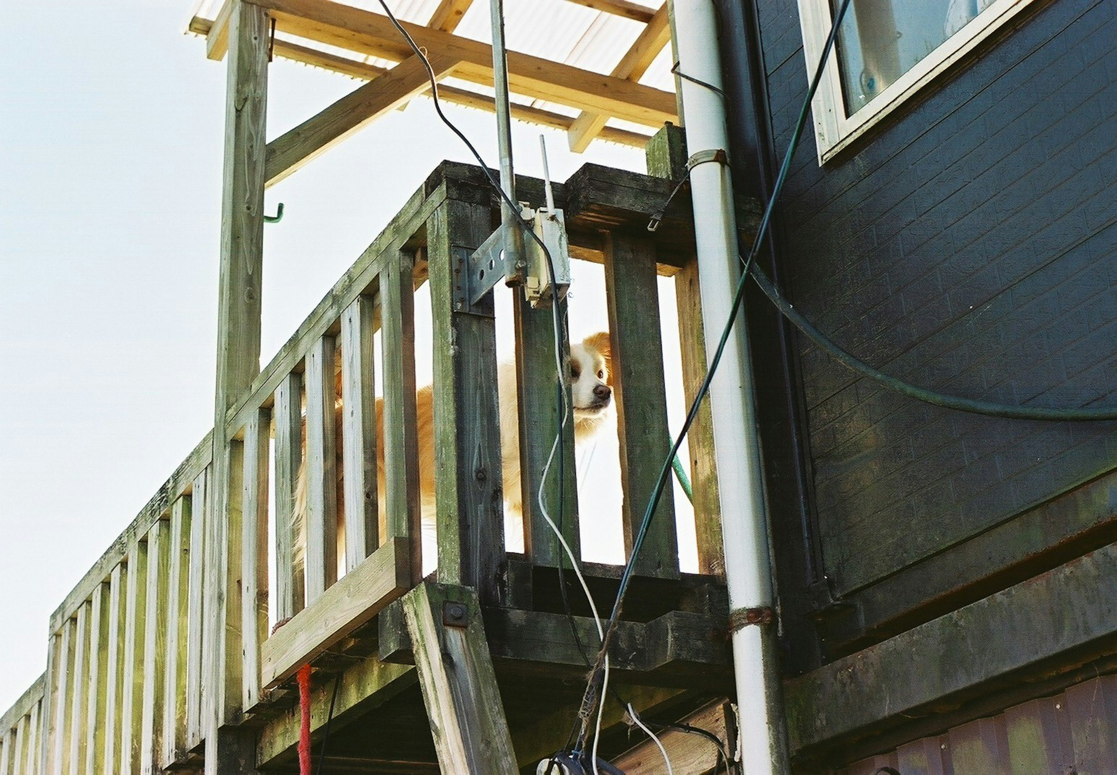 Balcon en bois avec un chien visible et mur noir de la maison