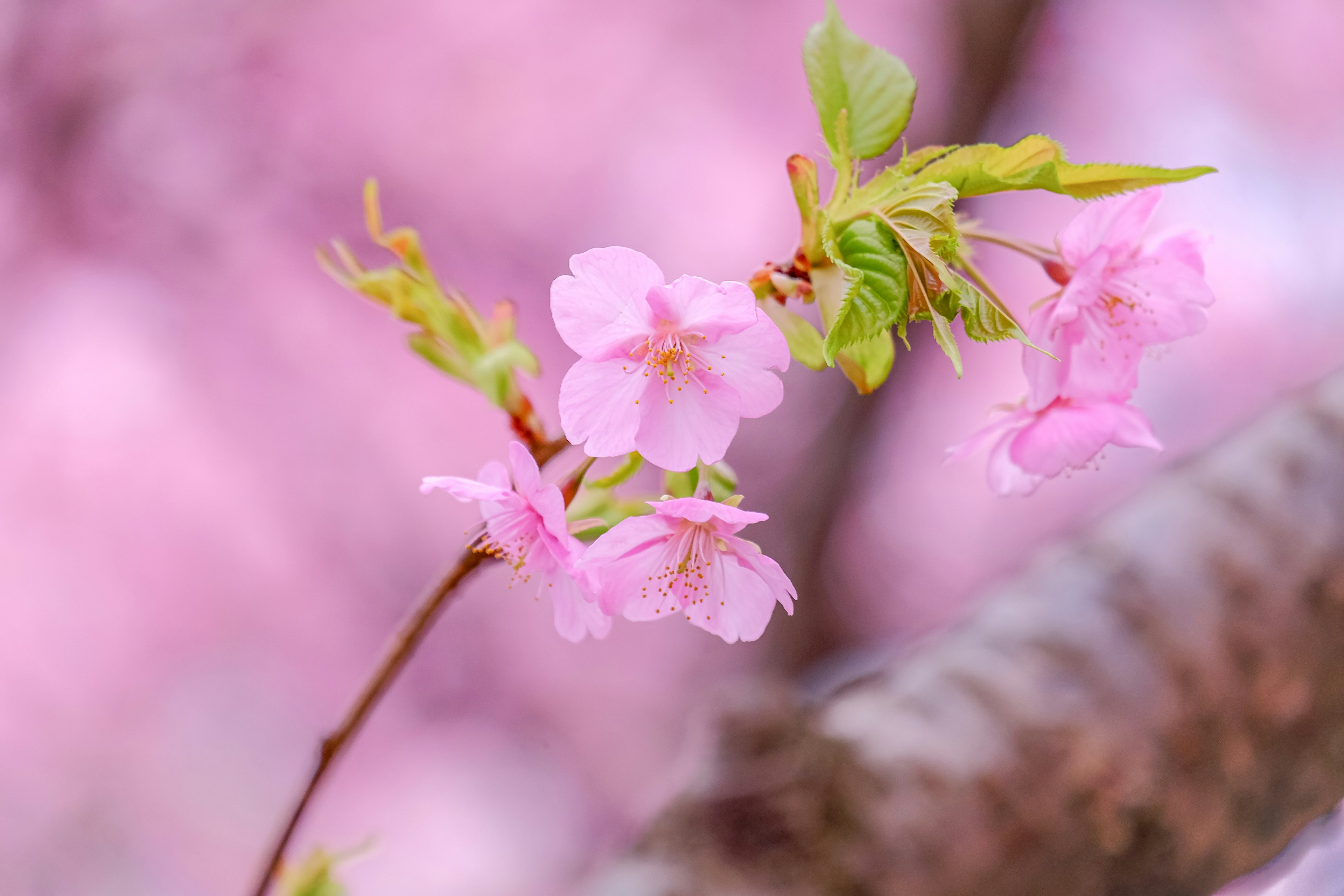 薄いピンクの桜の花が咲いている枝のクローズアップ