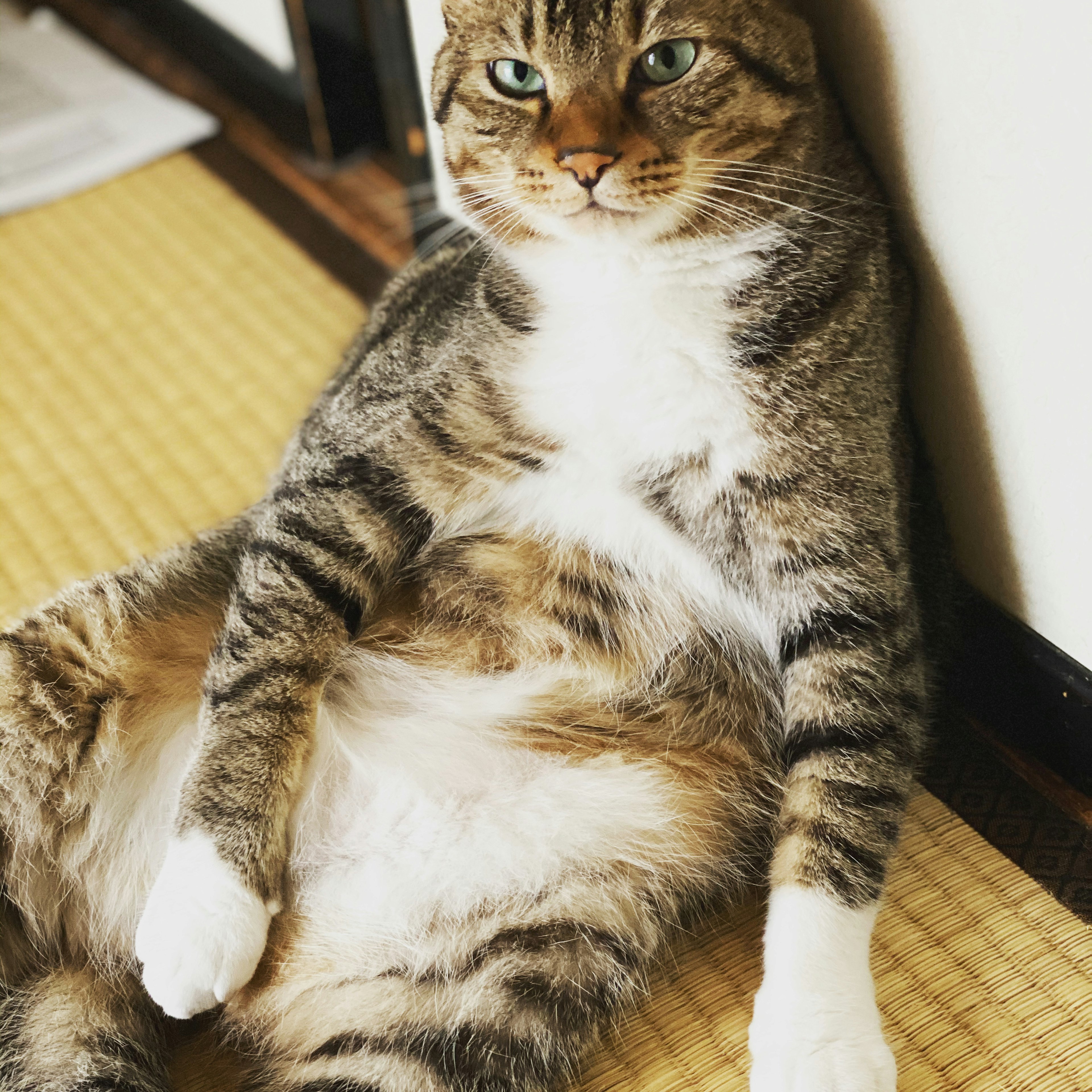 A relaxed cat lying down with its belly exposed