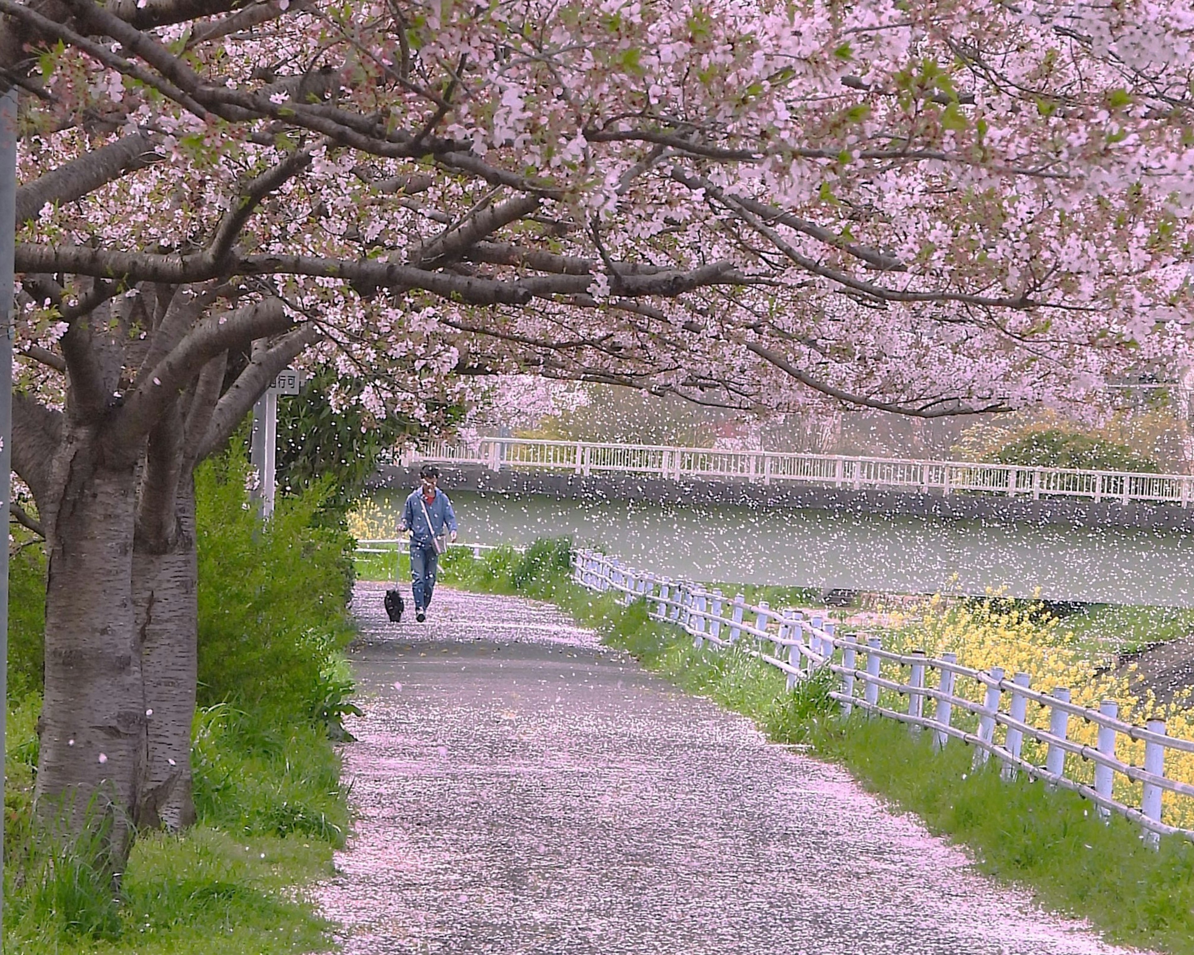 Seseorang yang berjalan dengan anjing di sepanjang jalan yang dipenuhi pohon sakura