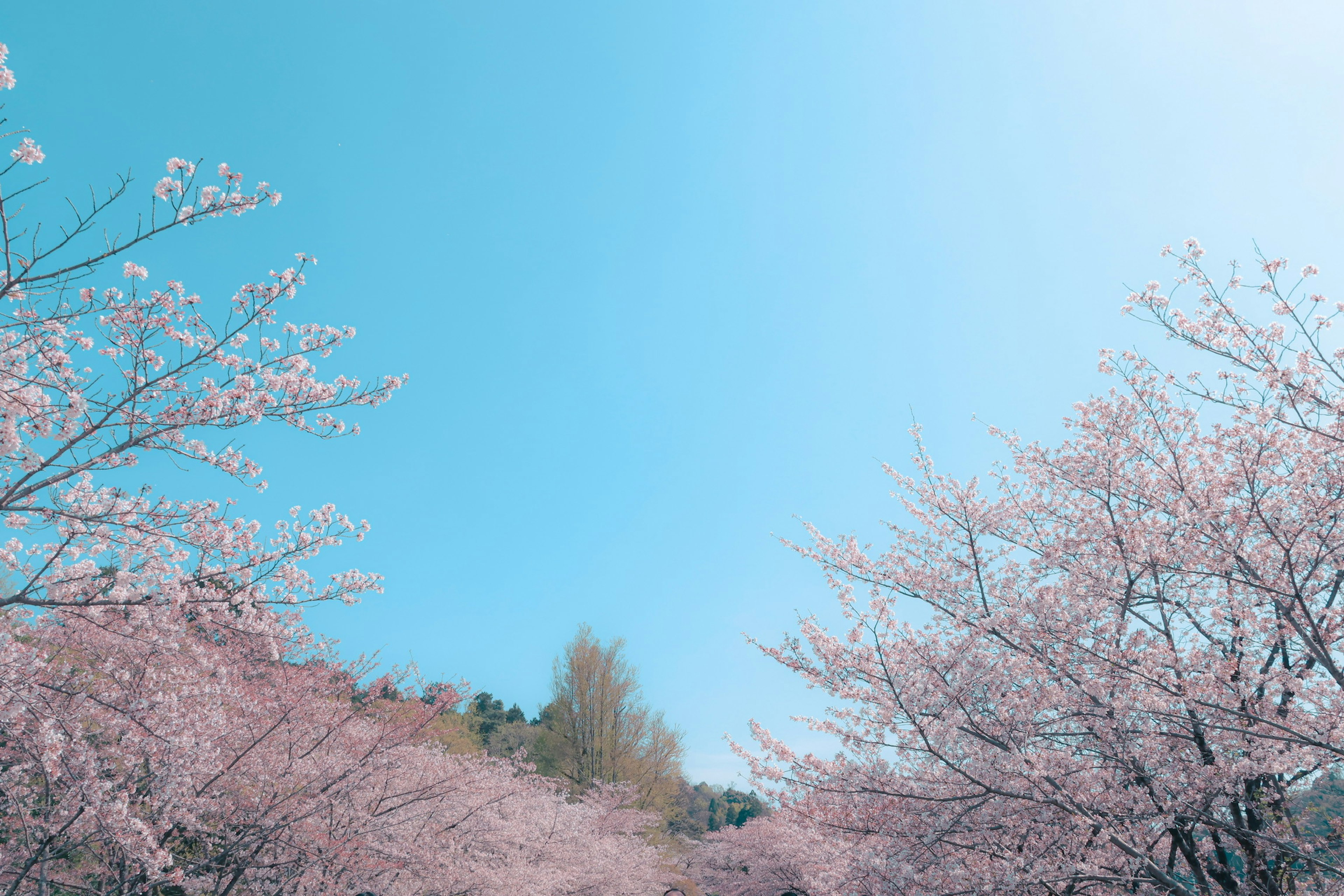 Un paisaje con cerezos en flor bajo un cielo azul