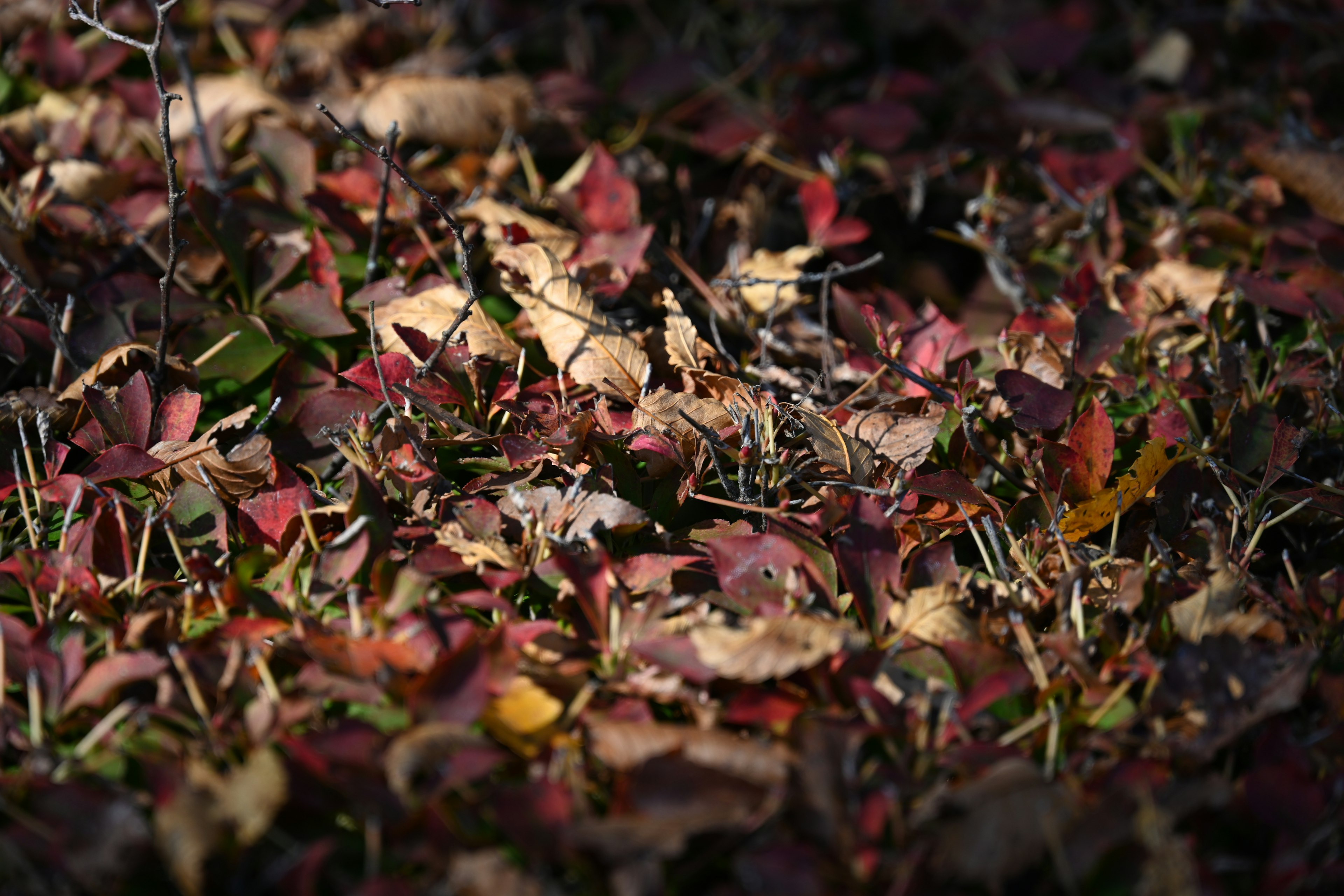 Colorful fallen leaves spread across the ground in an autumn scene