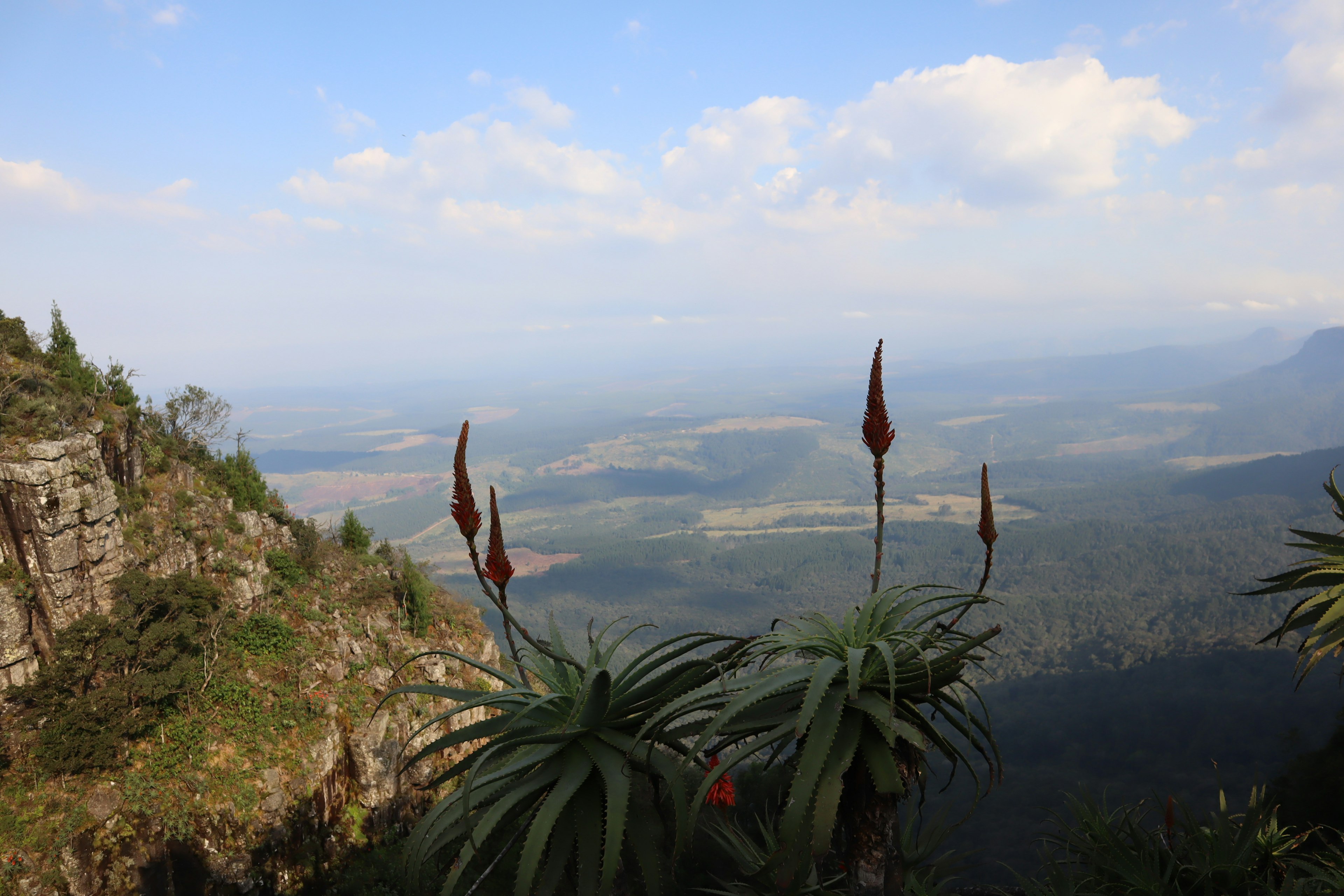 Vista mozzafiato dalla cima della montagna con piante succulente in fiore