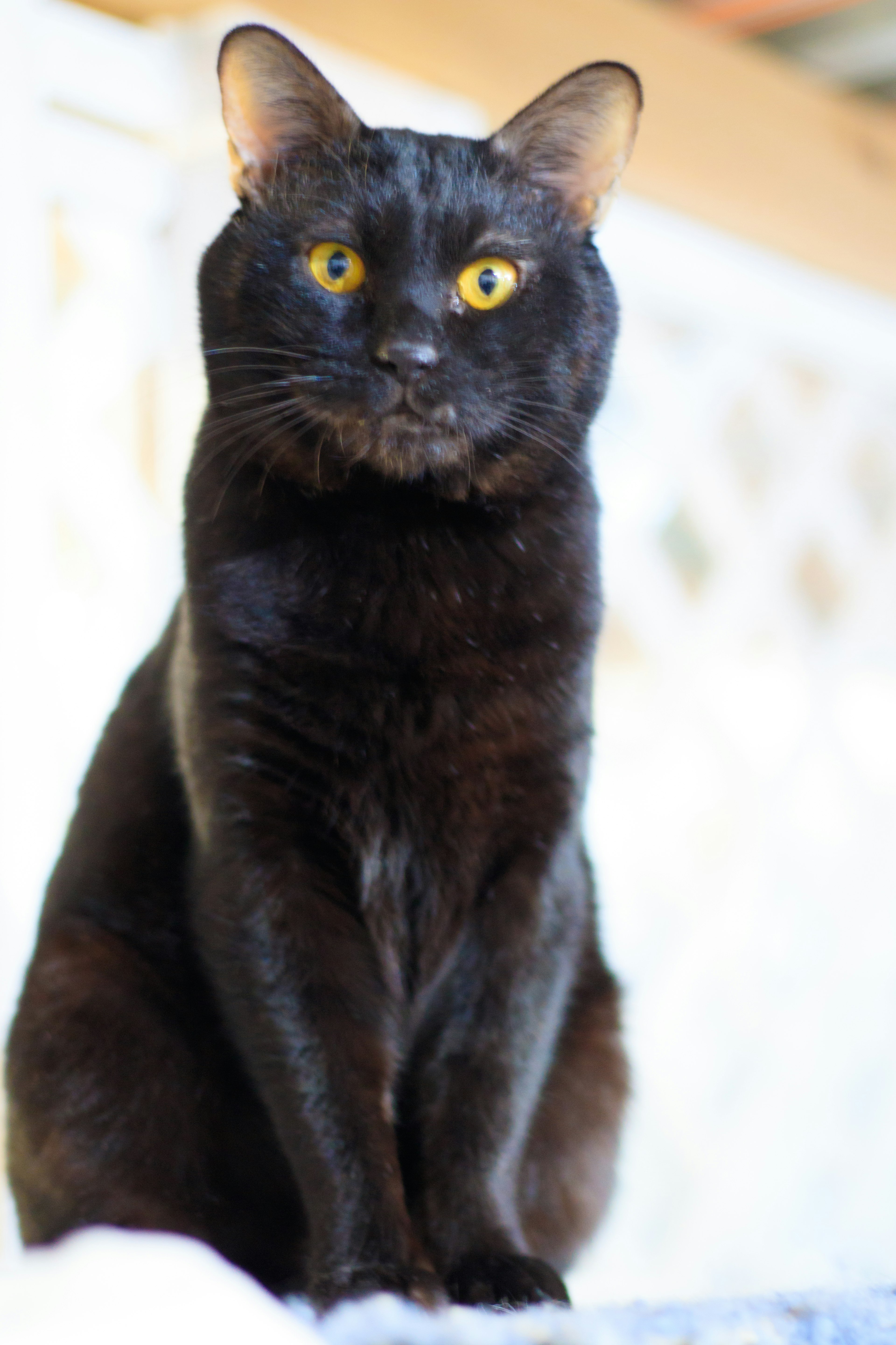 Eine schwarze Katze sitzt mit auffälligen gelben Augen