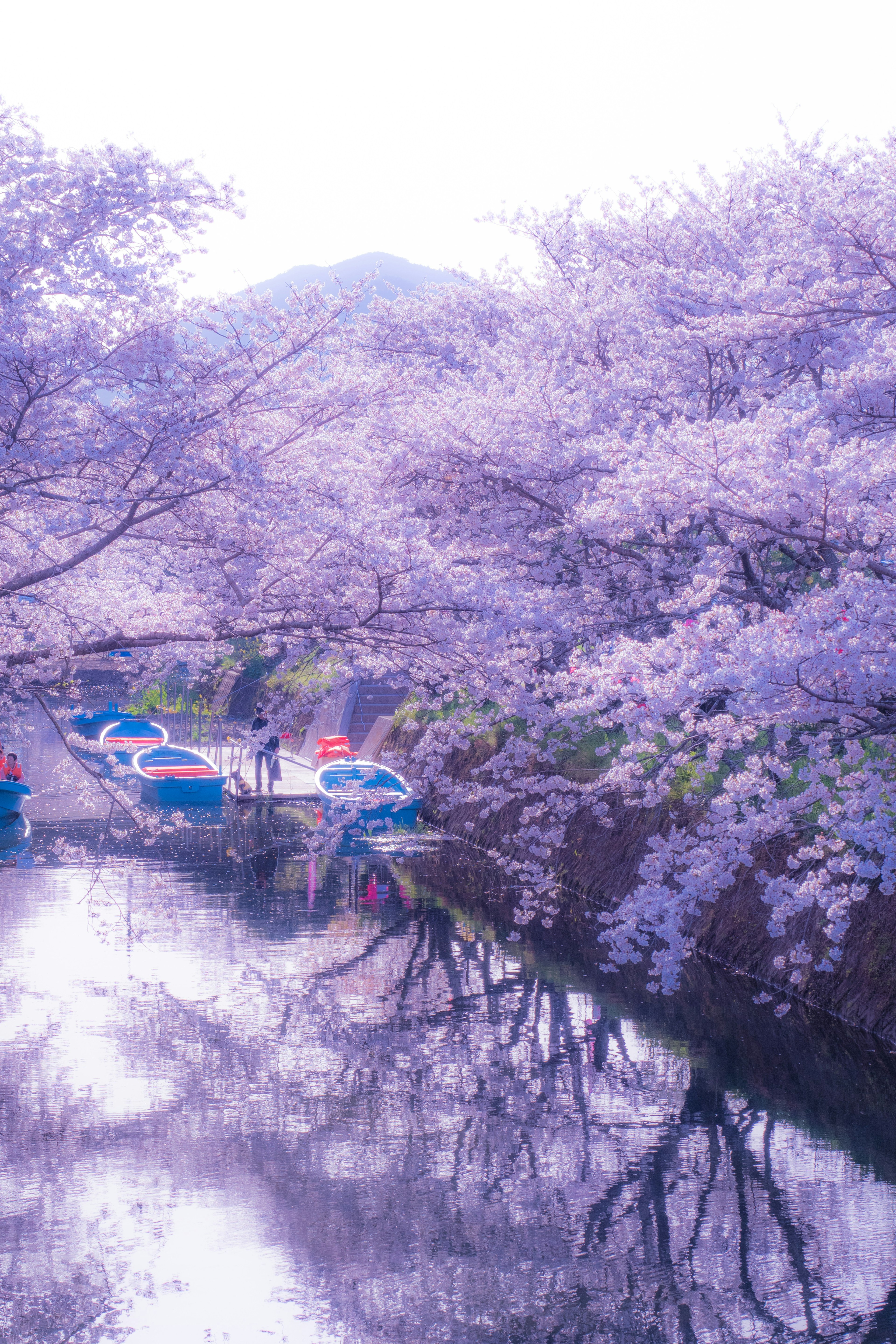 桜の木が満開の川沿いにボートが並んでいる美しい風景