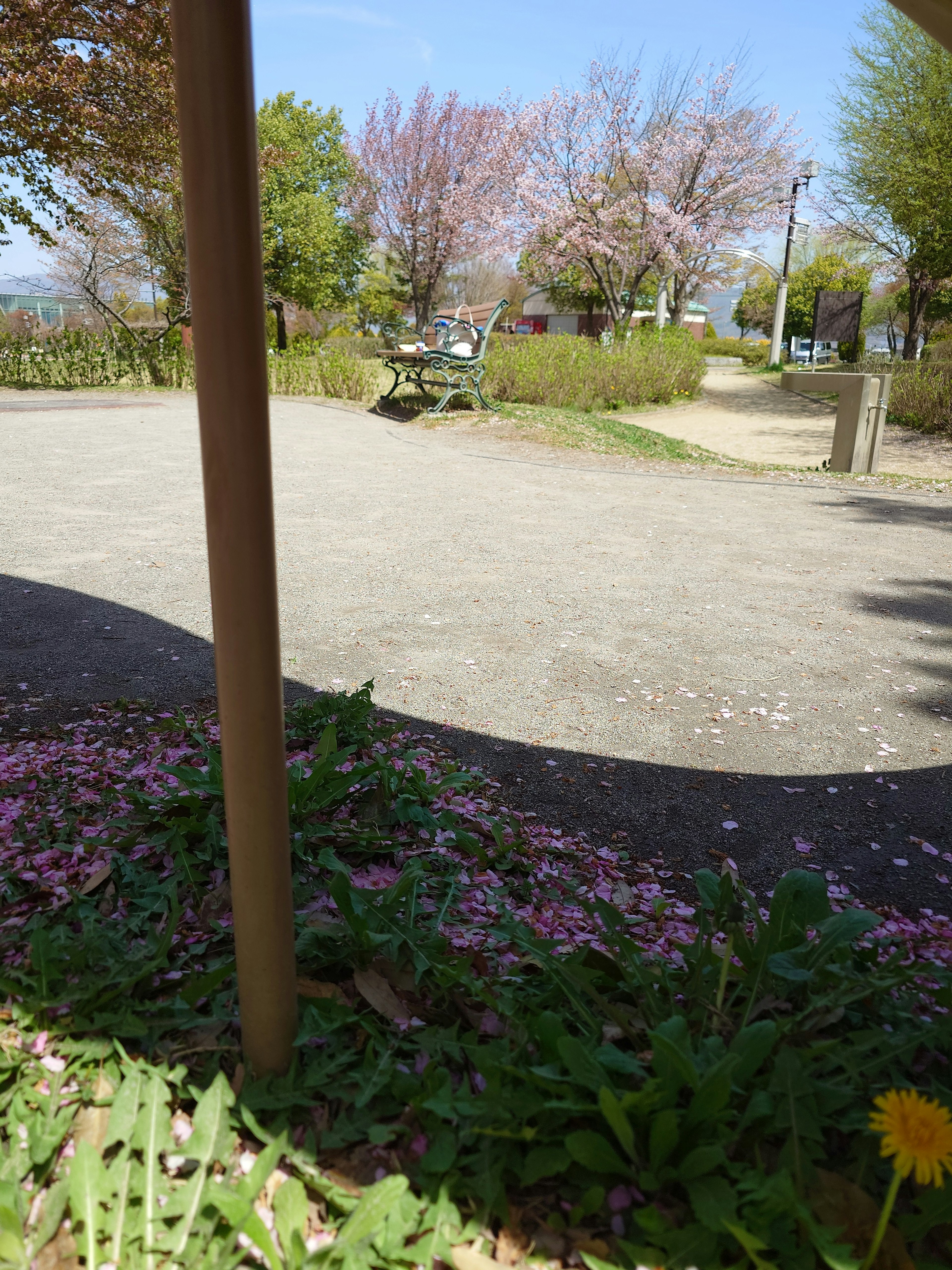 Pemandangan taman dengan kelopak bunga dan rumput hijau serta pohon sakura di kejauhan