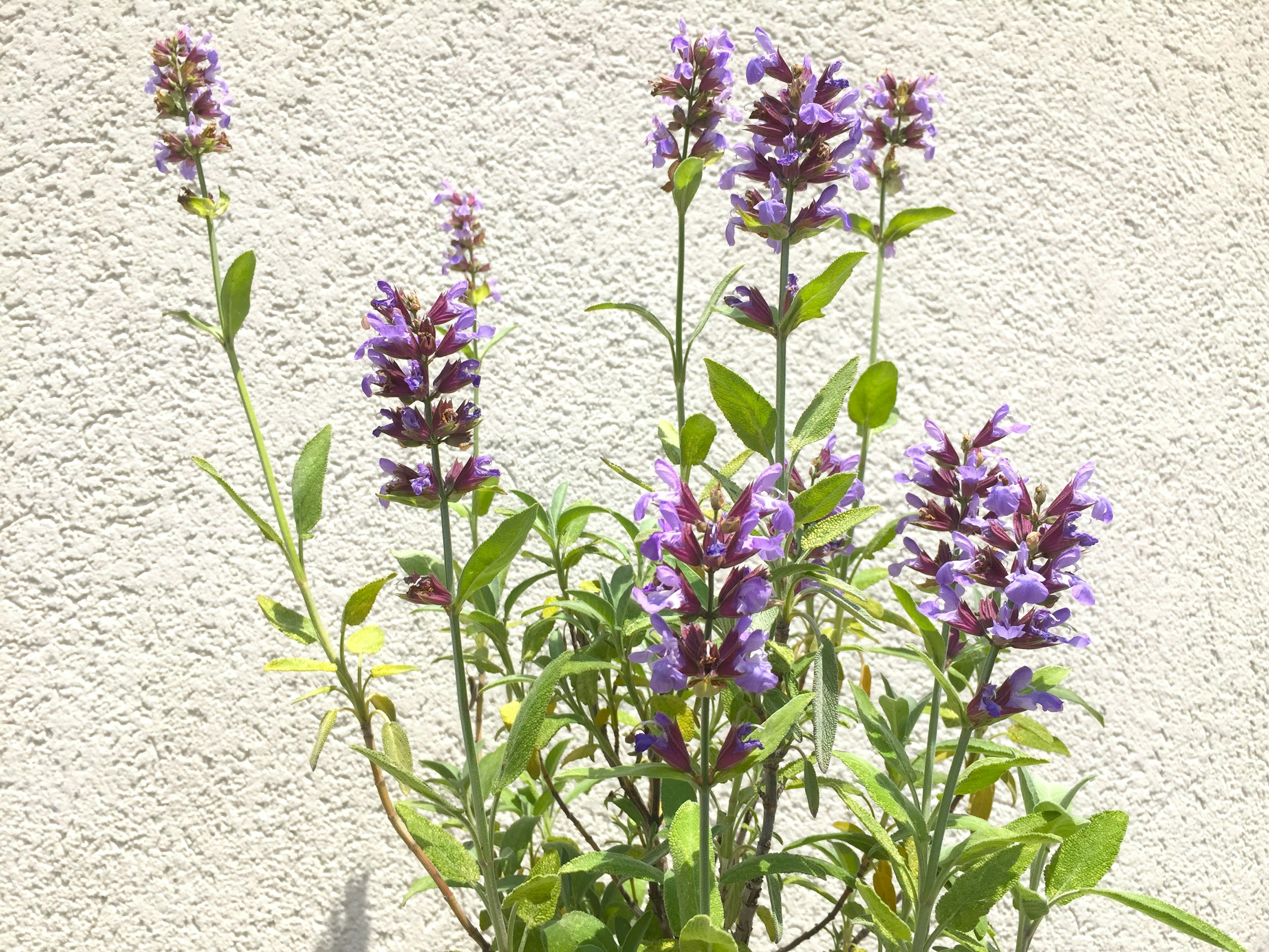 Plante herbacée avec des fleurs violettes devant un mur blanc