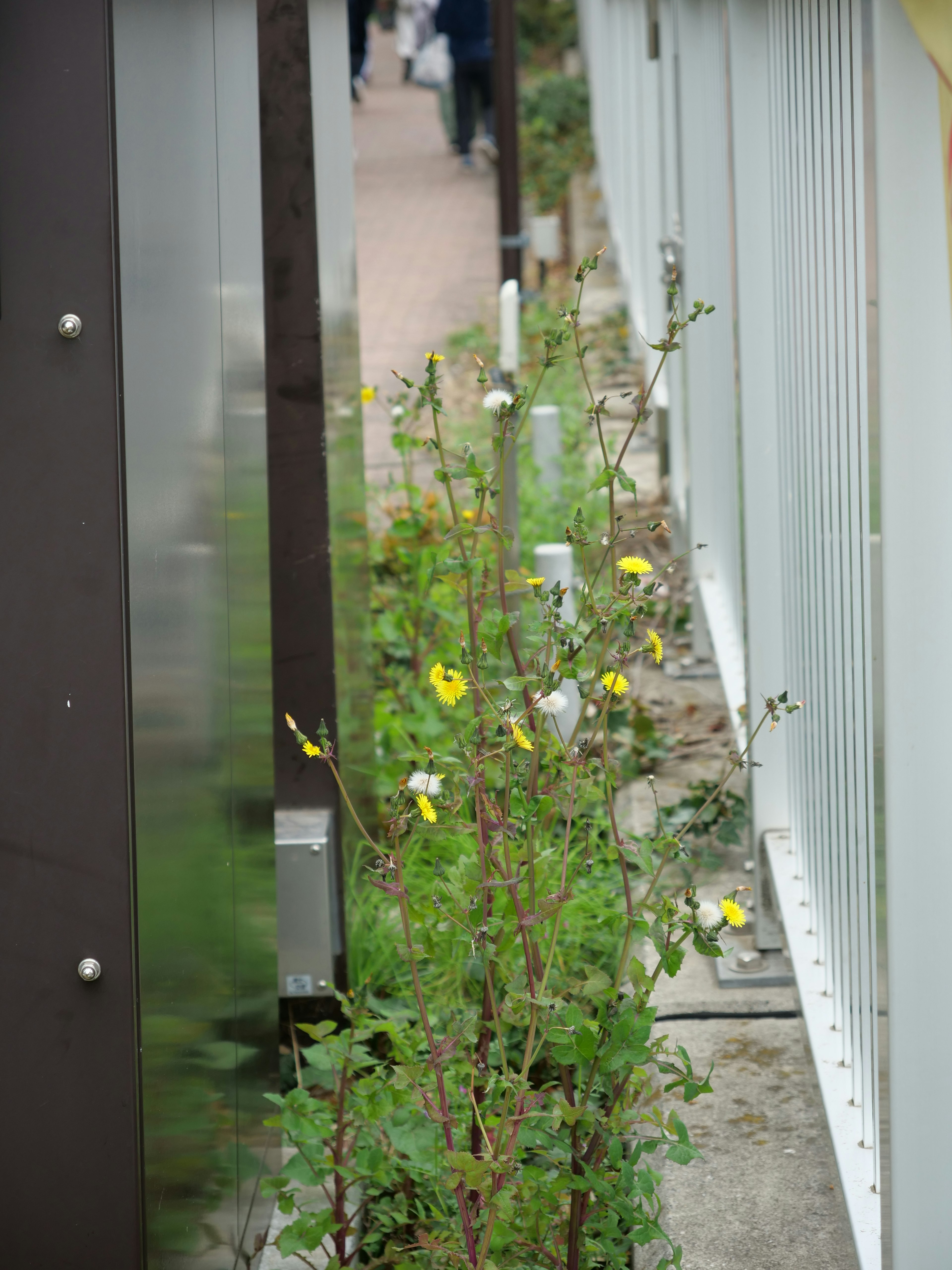 道に沿った小さな花が咲く植物の列